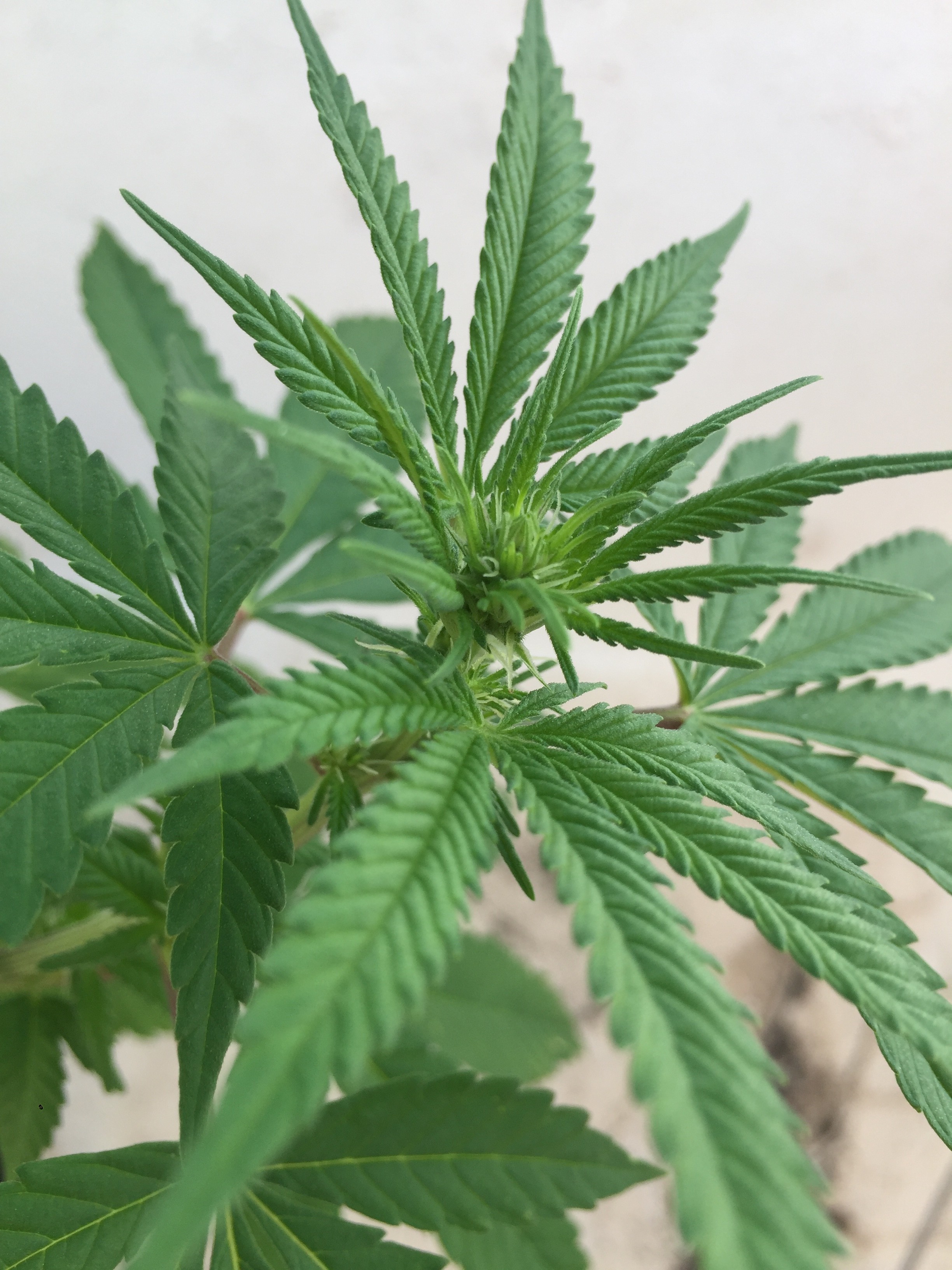 Click image for larger version

Name:	AA67B28D-CFD9-4B9B-81A9-362F4A797953.jpeg
Views:	241
Size:	1.18 MB
ID:	284853