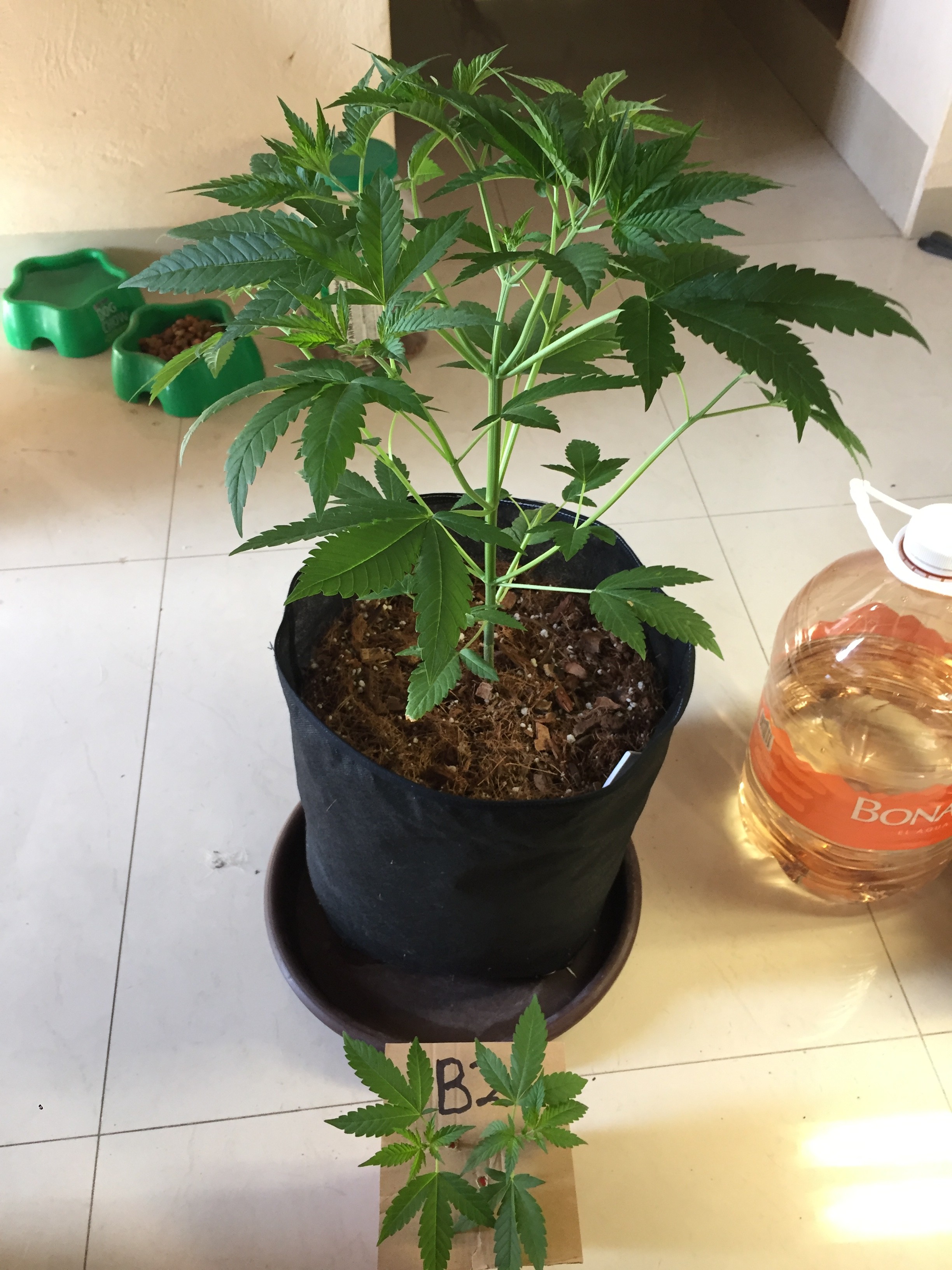 Click image for larger version

Name:	291A98C2-0729-4C95-A921-A612CE9B2D08.jpeg
Views:	192
Size:	1.17 MB
ID:	281189