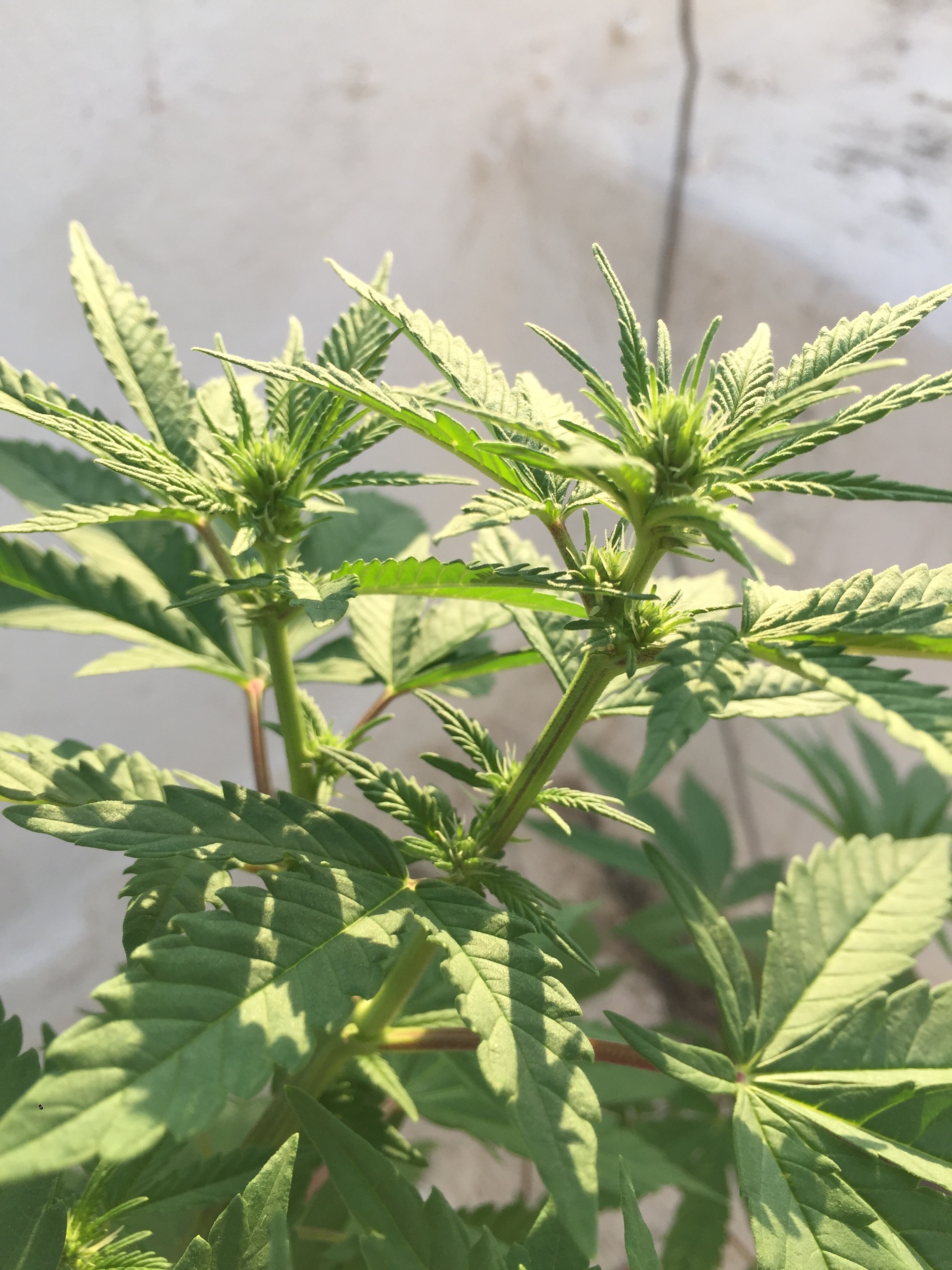 Click image for larger version

Name:	984AD14A-4690-4C51-B1FA-6B6E63E93AAB.jpeg
Views:	282
Size:	1.34 MB
ID:	284855