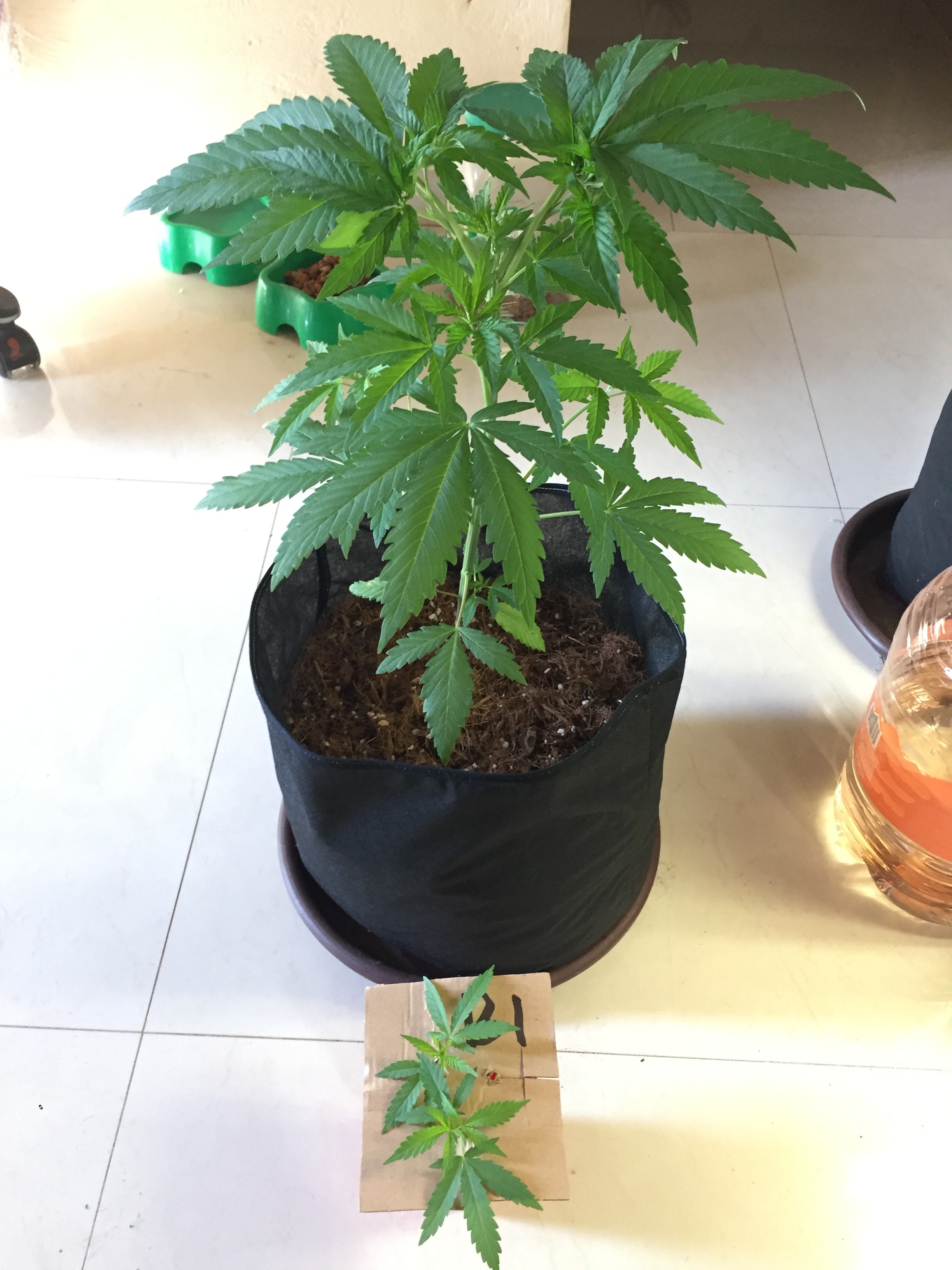 Click image for larger version

Name:	8B67302A-0AA6-4BAE-94F0-8EC4A1661C7F.jpeg
Views:	231
Size:	1.04 MB
ID:	281190