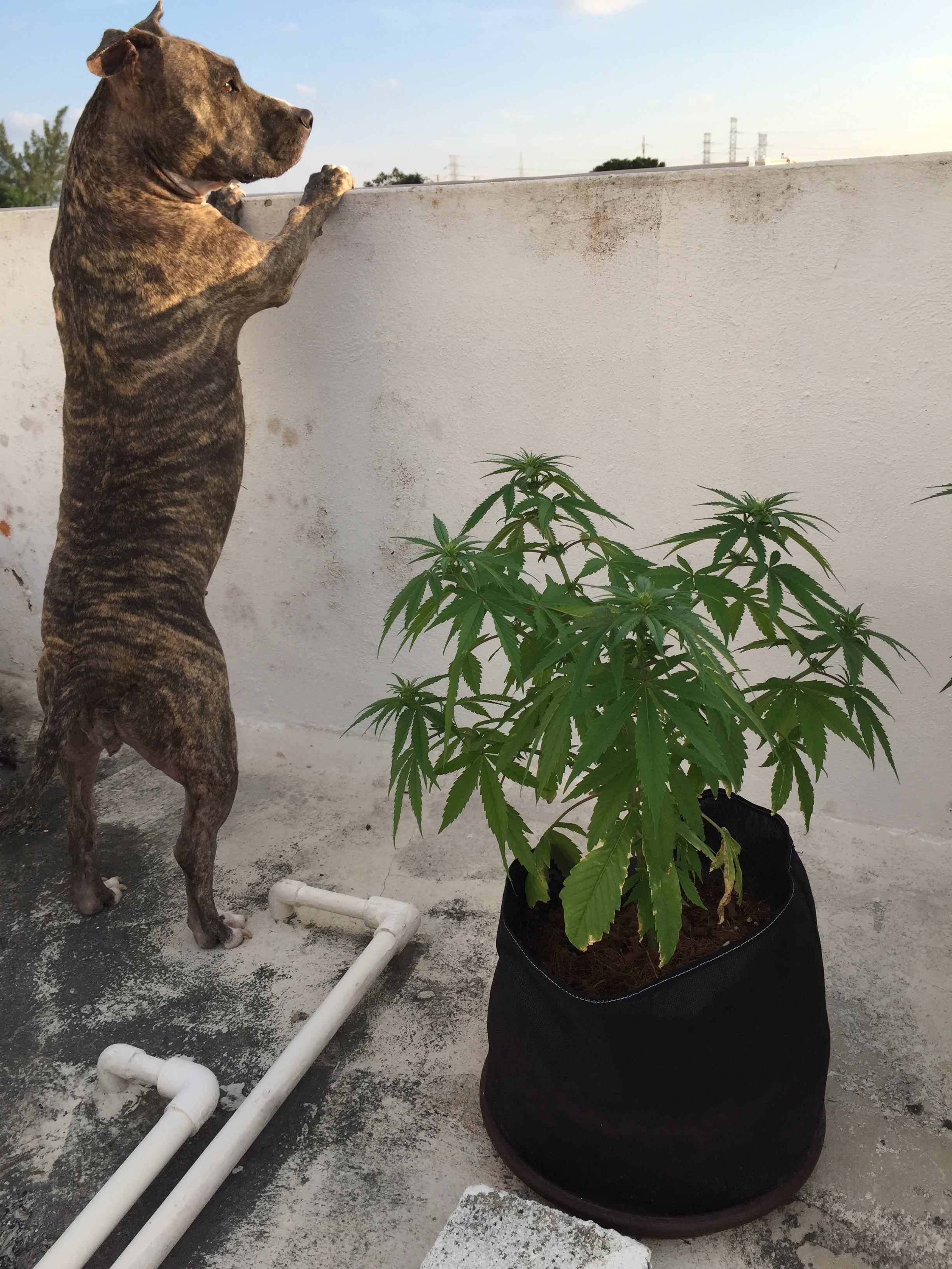 Click image for larger version

Name:	449C0530-645F-4D86-A397-F50AE93AD15F.jpeg
Views:	196
Size:	1.72 MB
ID:	284858