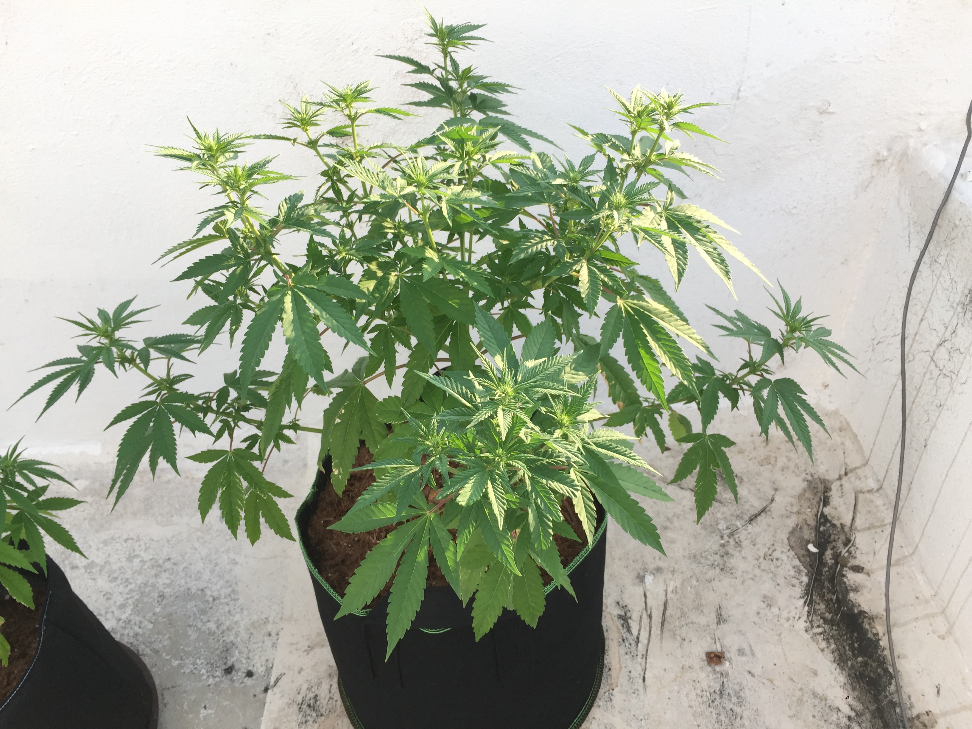 Click image for larger version

Name:	45B95559-48B8-44EF-85B4-08F927CE2998.jpeg
Views:	185
Size:	1.54 MB
ID:	284854