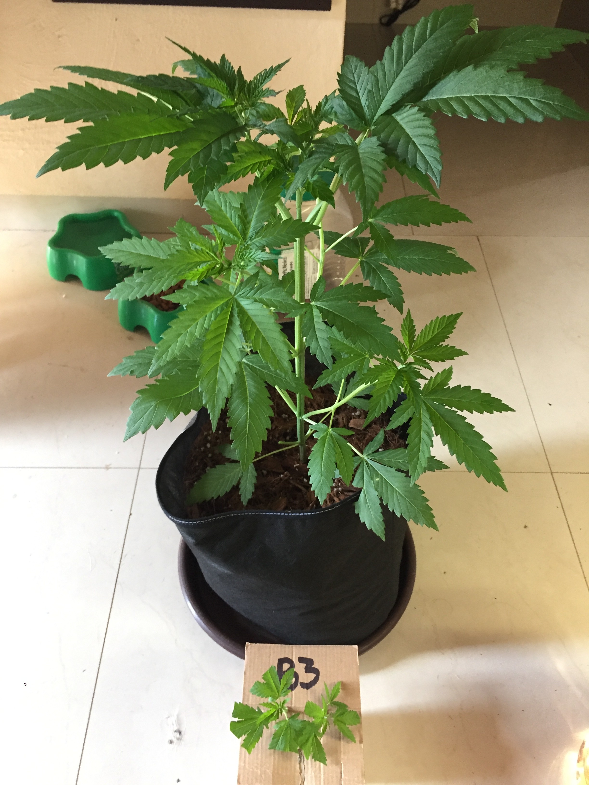 Click image for larger version

Name:	2A0E64CA-1927-4ED3-8830-750BCB6E0F9B.jpeg
Views:	183
Size:	1.18 MB
ID:	281191