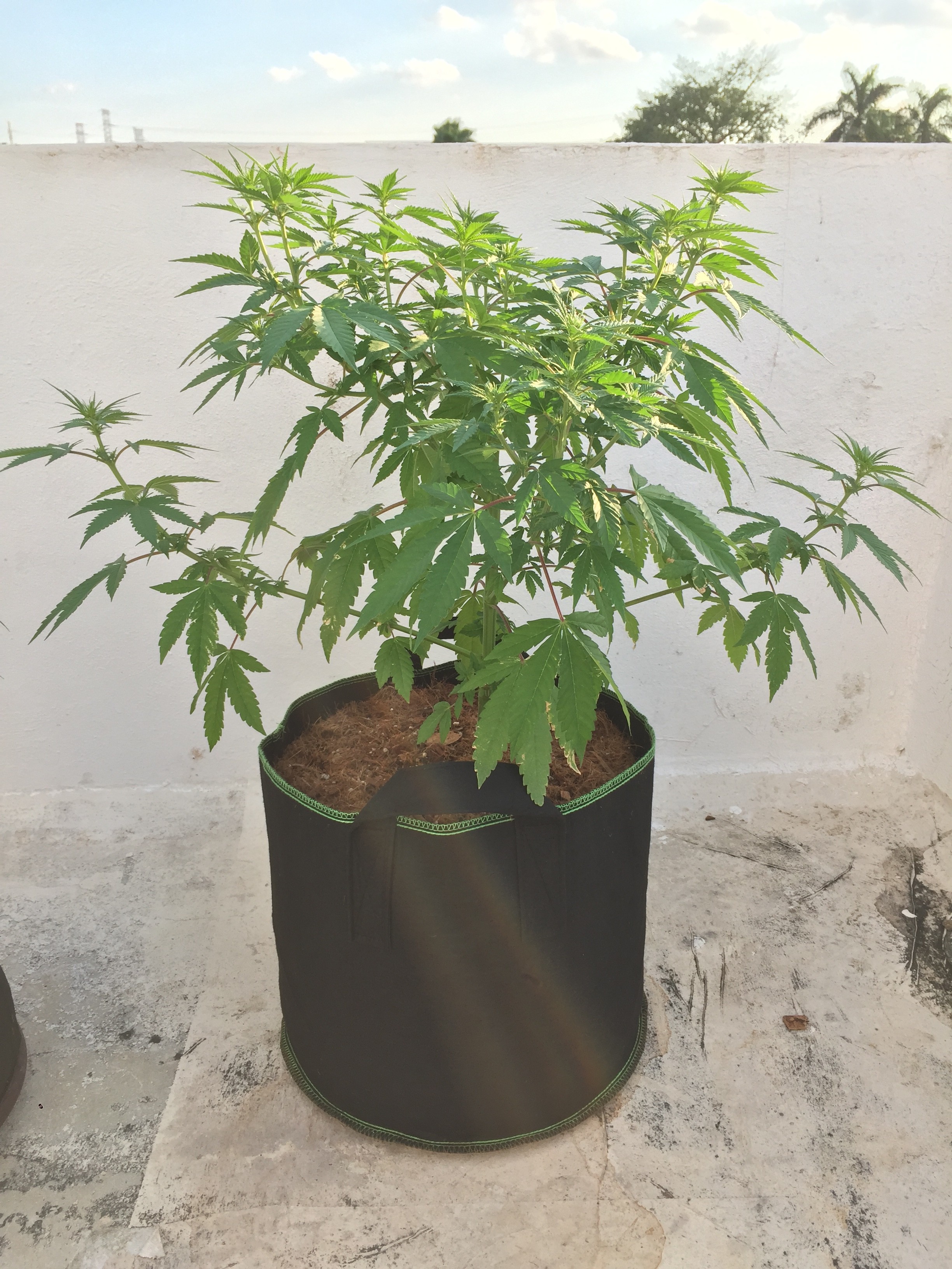 Click image for larger version

Name:	B2BC8705-9D2F-4675-8ACB-BC089C8FDDFE.jpeg
Views:	162
Size:	1.59 MB
ID:	284857