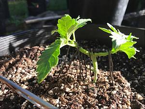 Click image for larger version

Name:	IMG_2406.jpg
Views:	449
Size:	312.8 KB
ID:	97860