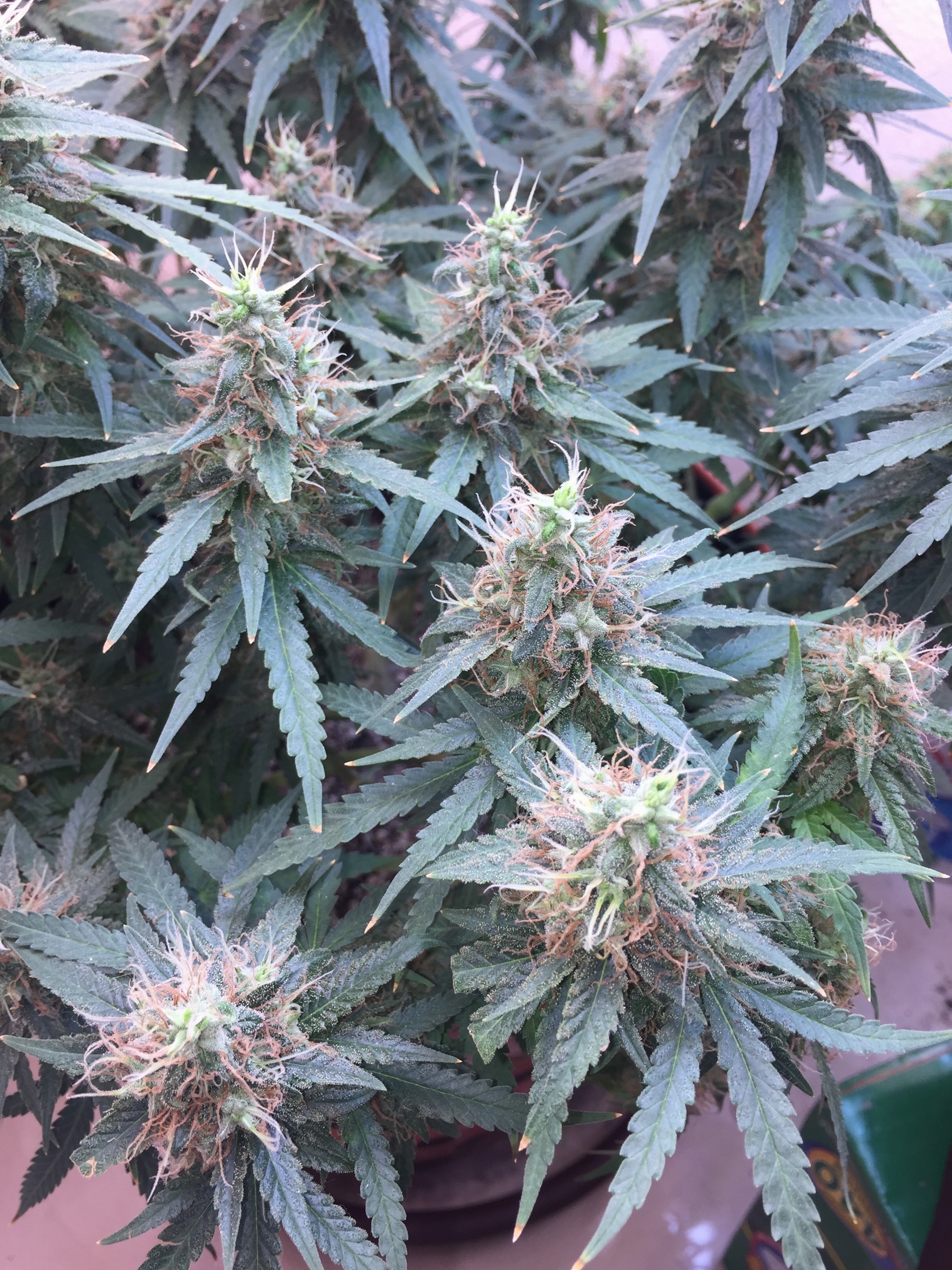 Click image for larger version

Name:	IMG_6294.jpg
Views:	302
Size:	4.98 MB
ID:	103234