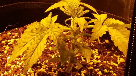 Click image for larger version

Name:	20170106_084718.jpg
Views:	482
Size:	4.62 MB
ID:	38377