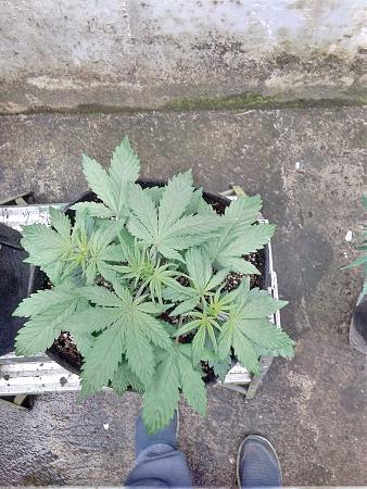 Click image for larger version

Name:	20200522_111753.jpg
Views:	620
Size:	1.36 MB
ID:	407924