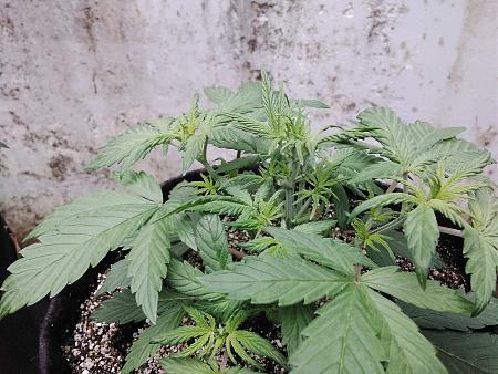 Click image for larger version

Name:	20200522_112657.jpg
Views:	599
Size:	1.14 MB
ID:	407930