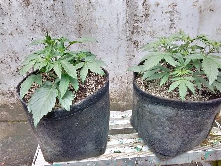 Click image for larger version

Name:	20200522_112556.jpg
Views:	587
Size:	1.60 MB
ID:	407927