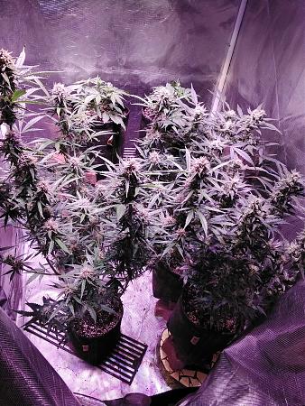 Click image for larger version

Name:	20200522_113116.jpg
Views:	597
Size:	2.44 MB
ID:	407931