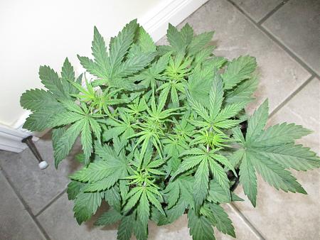 Click image for larger version

Name:	IMG_0620.JPG
Views:	596
Size:	919.7 KB
ID:	409909