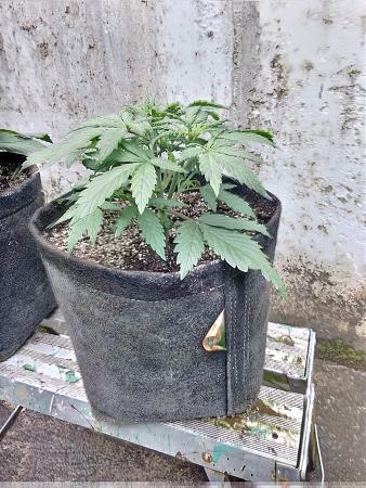 Click image for larger version

Name:	20200522_111803.jpg
Views:	622
Size:	1.63 MB
ID:	407926