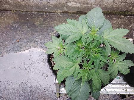 Click image for larger version

Name:	20200522_112646.jpg
Views:	615
Size:	1.43 MB
ID:	407929