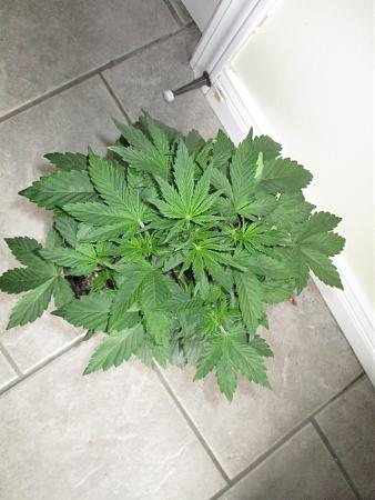 Click image for larger version

Name:	IMG_0618.JPG
Views:	602
Size:	751.7 KB
ID:	409910