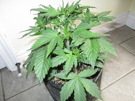 Click image for larger version

Name:	IMG_0617.JPG
Views:	561
Size:	900.5 KB
ID:	409908