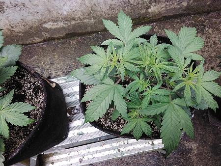 Click image for larger version

Name:	20200522_112642.jpg
Views:	613
Size:	1.59 MB
ID:	407928