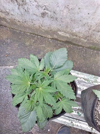 Click image for larger version

Name:	20200522_111758.jpg
Views:	607
Size:	1.31 MB
ID:	407925