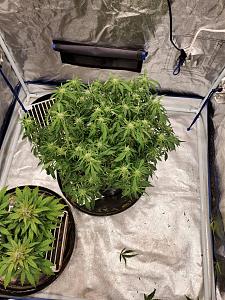 Click image for larger version

Name:	20200308_050521_copy_1209x1612.jpg
Views:	507
Size:	874.8 KB
ID:	382026