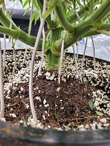 Click image for larger version

Name:	20200308_050541_copy_1209x1612.jpg
Views:	496
Size:	704.9 KB
ID:	382027