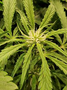 Click image for larger version

Name:	20200308_044918_copy_1209x1612.jpg
Views:	509
Size:	620.4 KB
ID:	382028