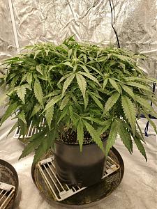 Click image for larger version

Name:	20200308_044900_copy_1209x1612.jpg
Views:	517
Size:	851.6 KB
ID:	382024