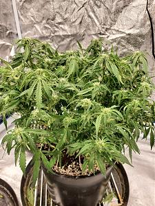 Click image for larger version

Name:	20200308_050526_copy_1209x1612.jpg
Views:	493
Size:	890.5 KB
ID:	382025