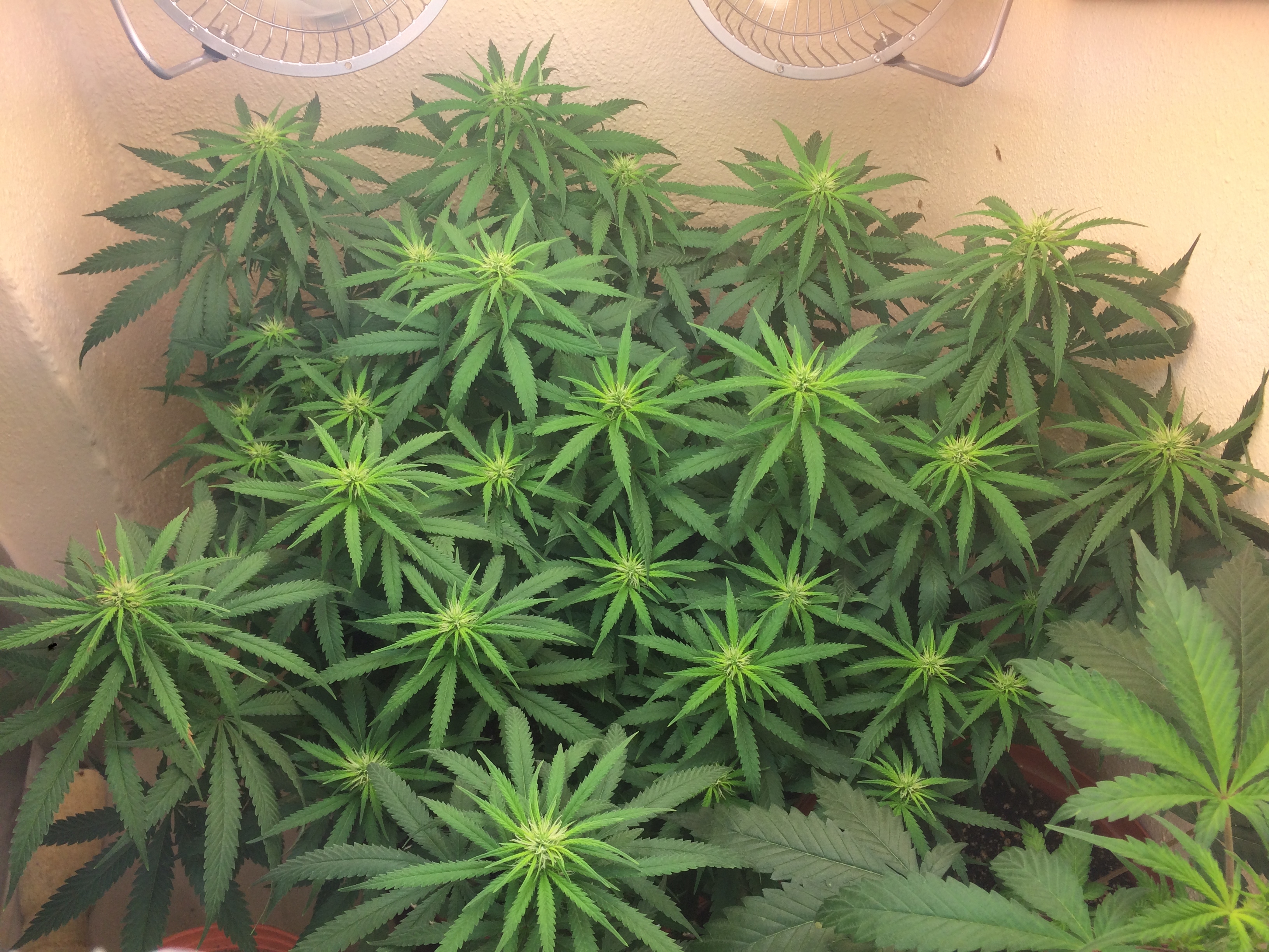 Click image for larger version

Name:	IMG_2091.JPG
Views:	152
Size:	4.26 MB
ID:	82588