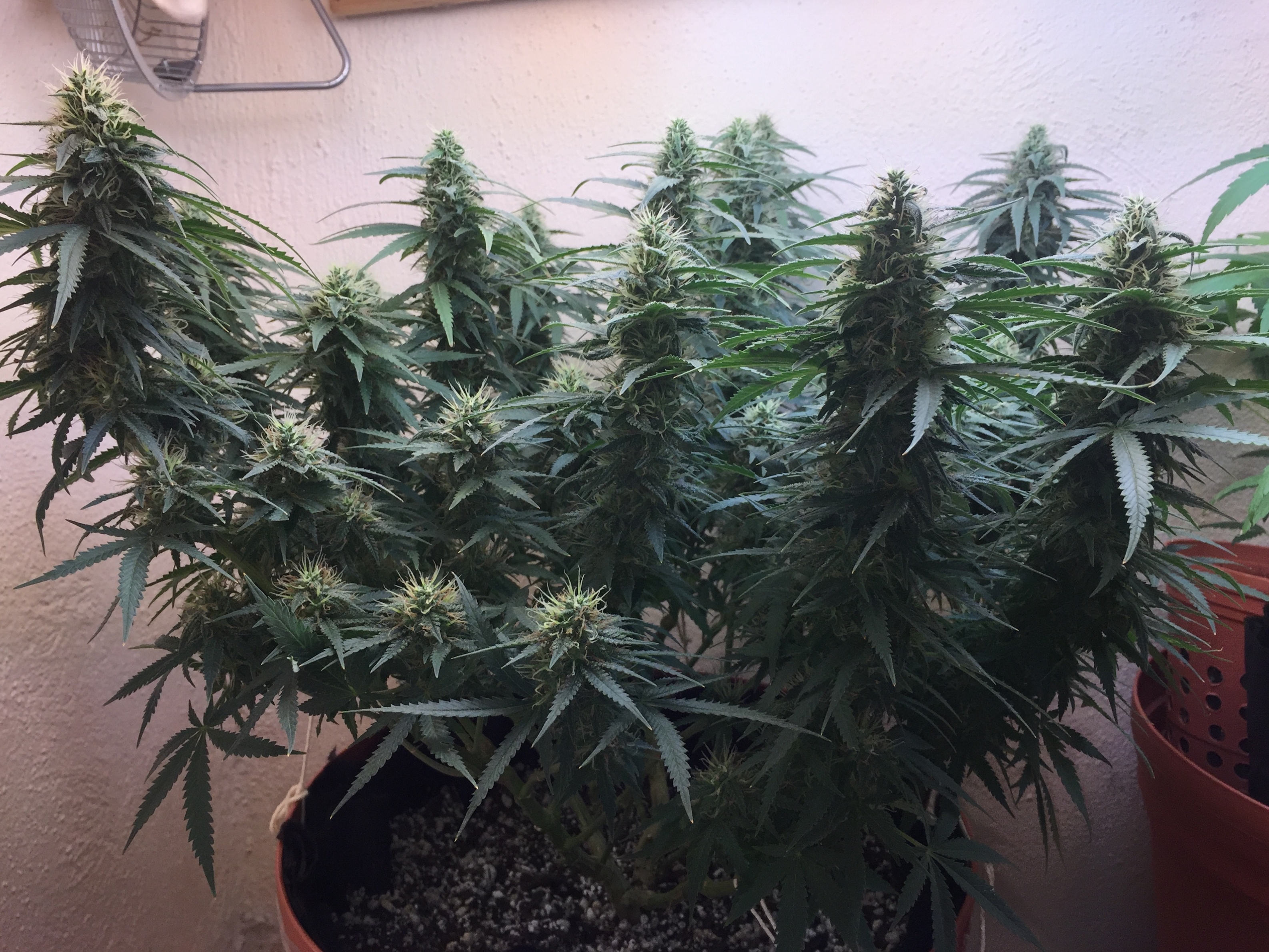 Click image for larger version

Name:	IMG_6070-r.jpg
Views:	156
Size:	4.26 MB
ID:	96529