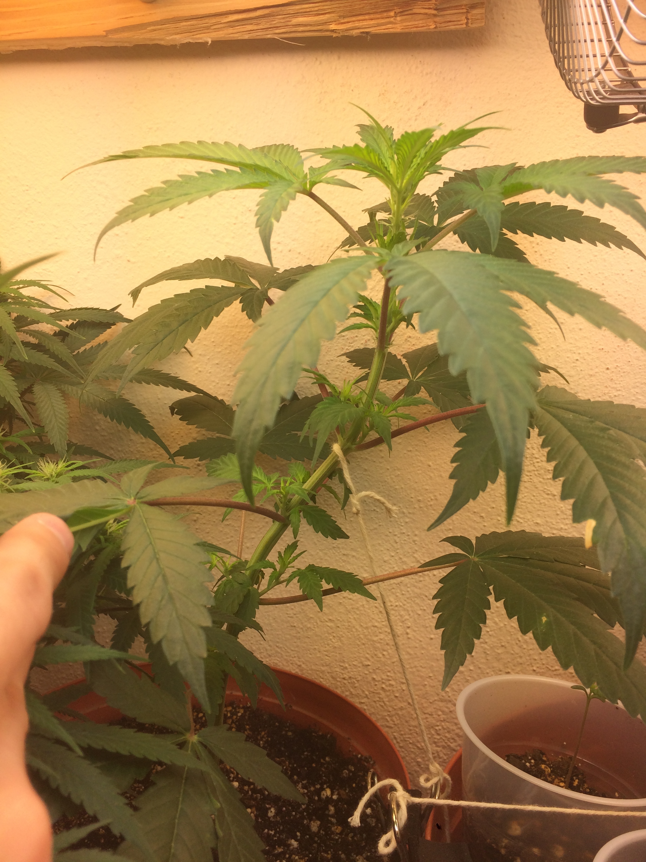 Click image for larger version

Name:	IMG_2093.JPG
Views:	165
Size:	3.46 MB
ID:	82592