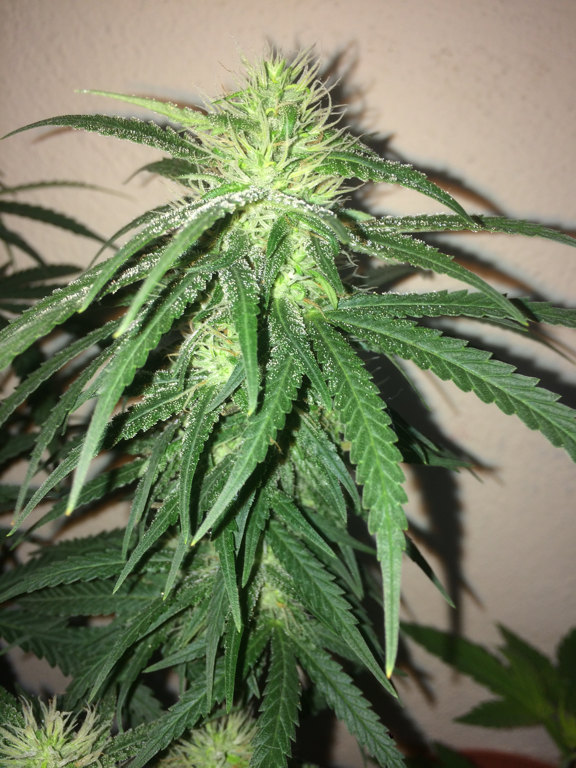 Click image for larger version

Name:	IMG_1989.JPG
Views:	139
Size:	4.07 MB
ID:	91590