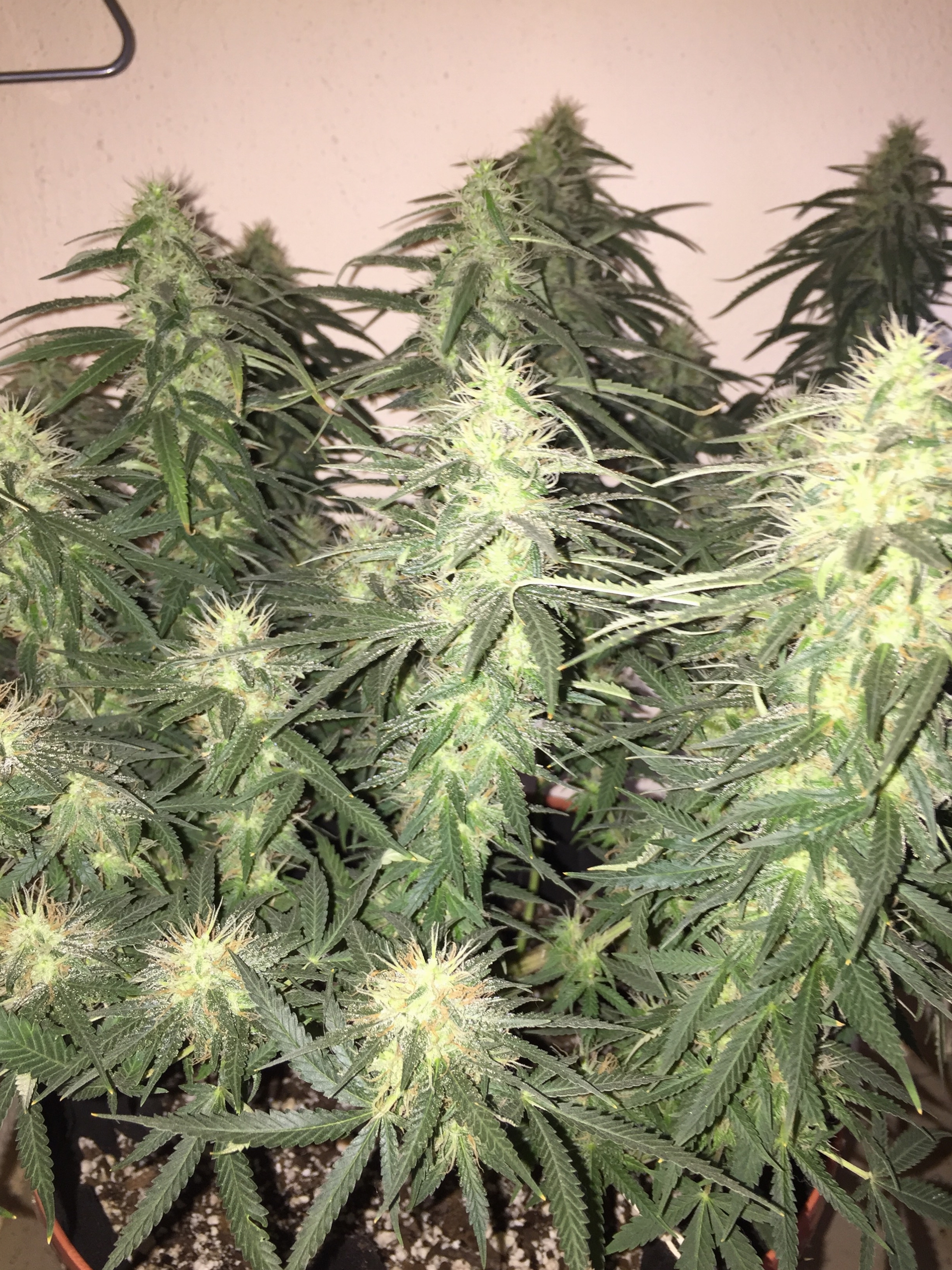 Click image for larger version

Name:	IMG_6100.jpg
Views:	155
Size:	4.99 MB
ID:	96556