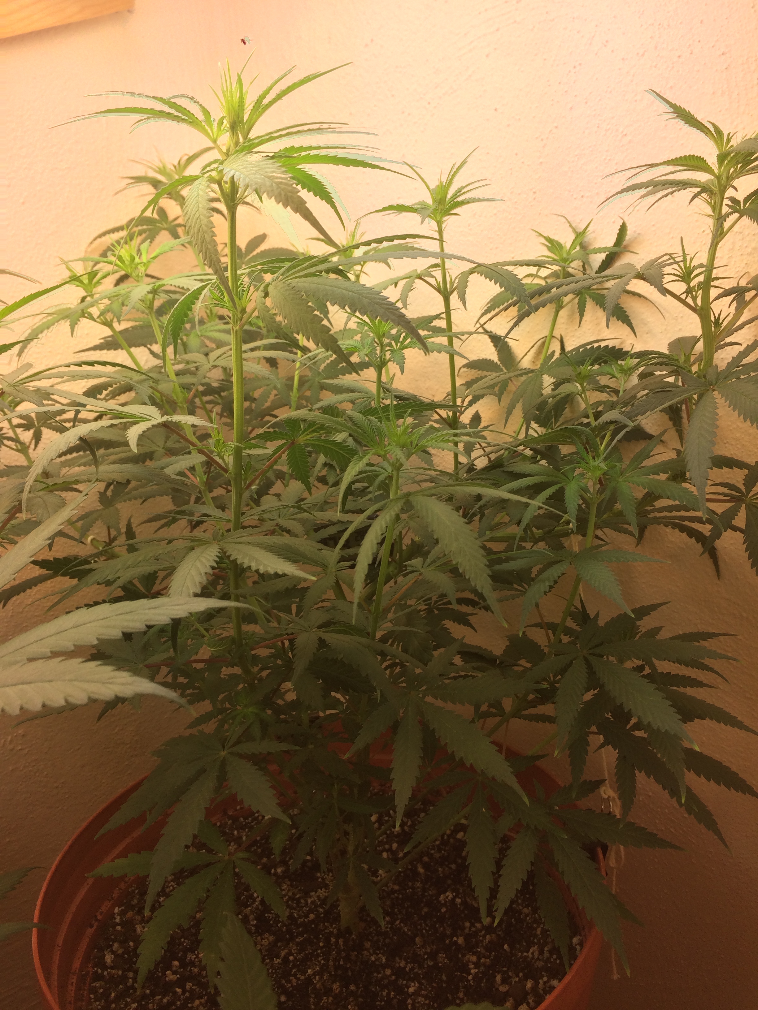 Click image for larger version

Name:	IMG_2099.JPG
Views:	162
Size:	3.88 MB
ID:	82595