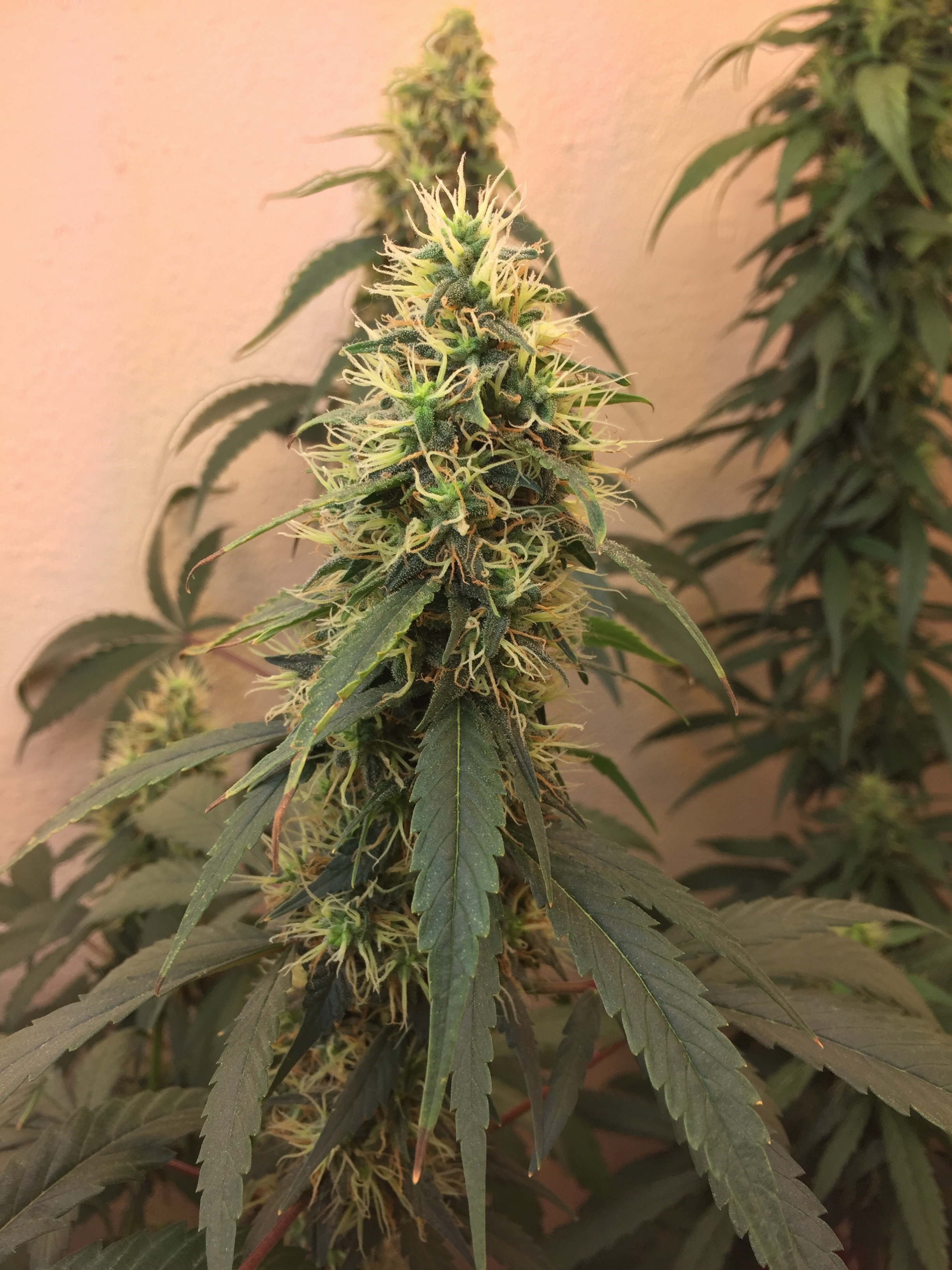 Click image for larger version

Name:	IMG_6104.jpg
Views:	174
Size:	4.13 MB
ID:	96553