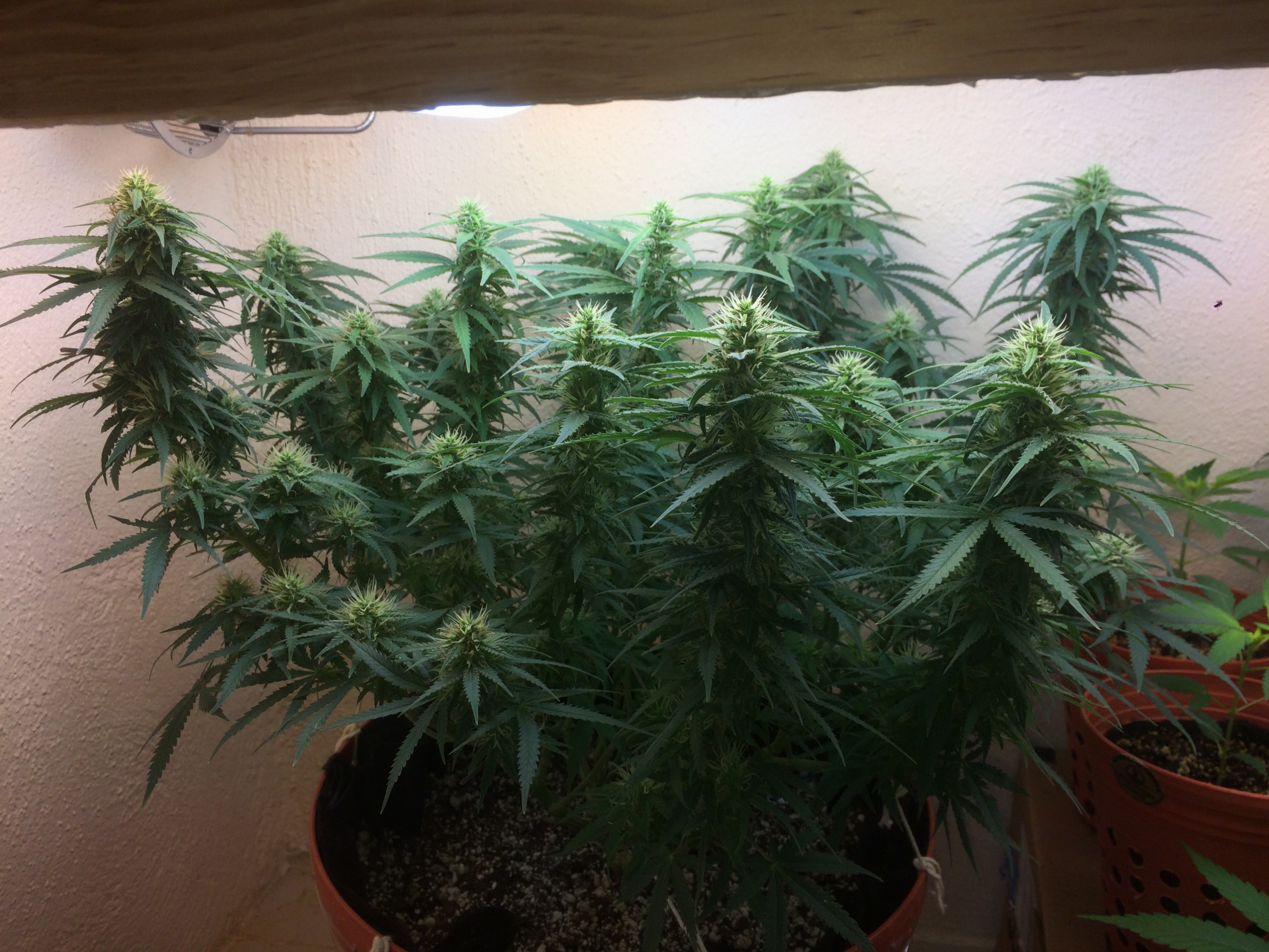 Click image for larger version

Name:	IMG_1993.JPG
Views:	187
Size:	4.06 MB
ID:	91591