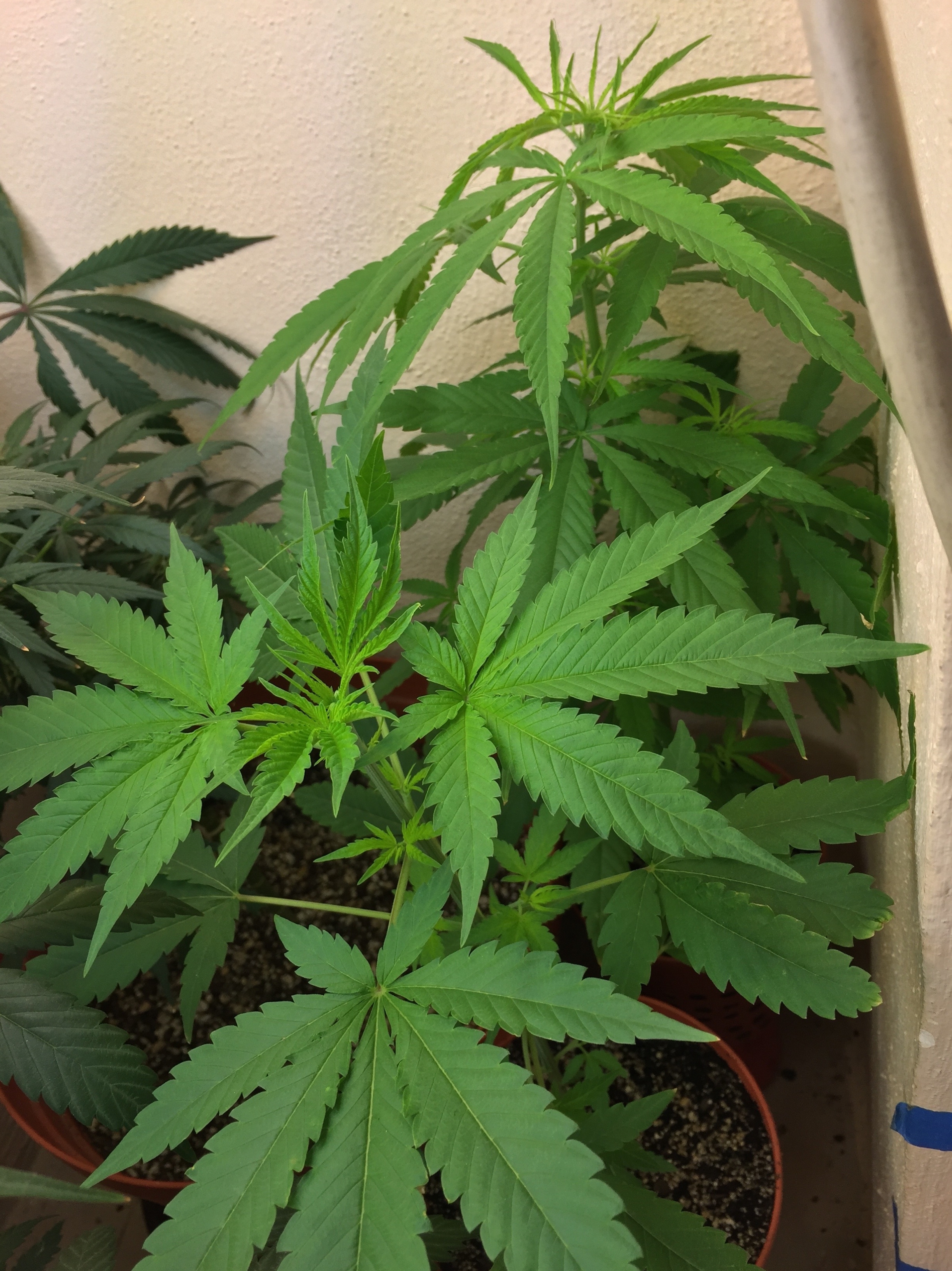 Click image for larger version

Name:	IMG_6110.jpg
Views:	134
Size:	4.30 MB
ID:	96563