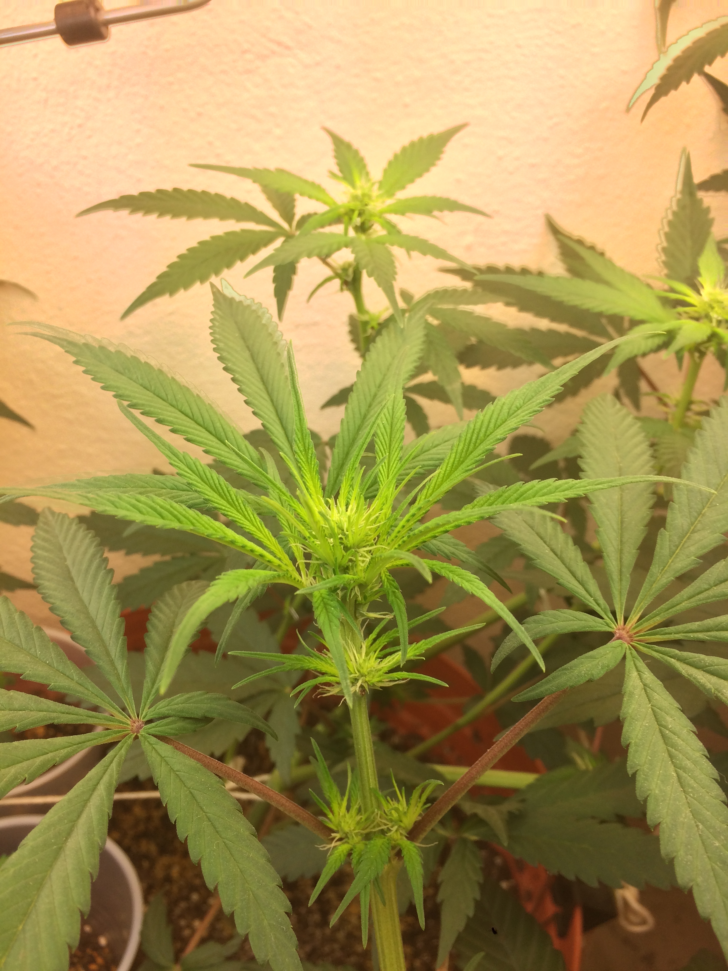 Click image for larger version

Name:	IMG_2095.JPG
Views:	296
Size:	3.43 MB
ID:	82593