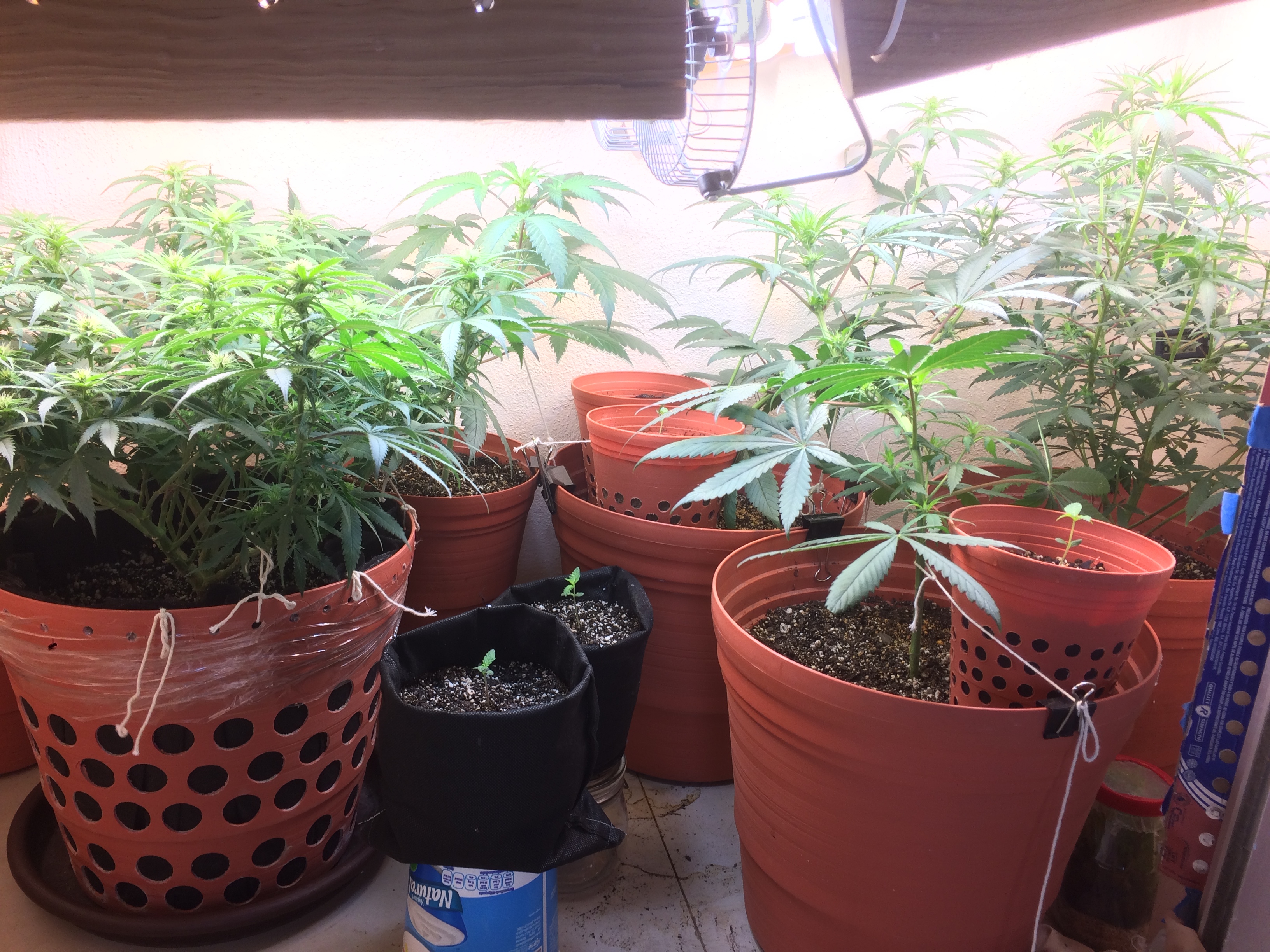 Click image for larger version

Name:	IMG_2110.JPG
Views:	198
Size:	4.13 MB
ID:	82599