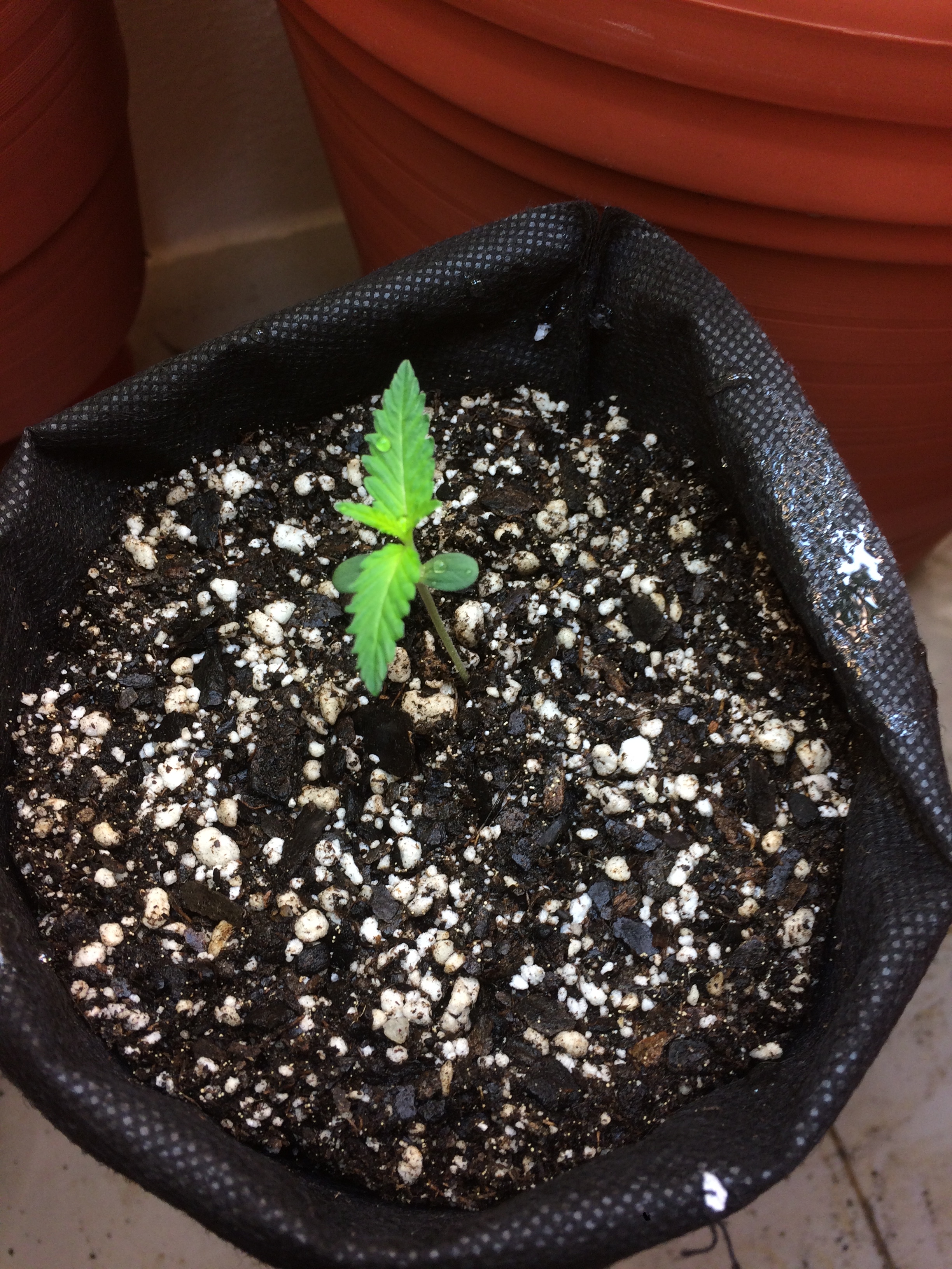 Click image for larger version

Name:	IMG_2106.JPG
Views:	162
Size:	4.46 MB
ID:	82603