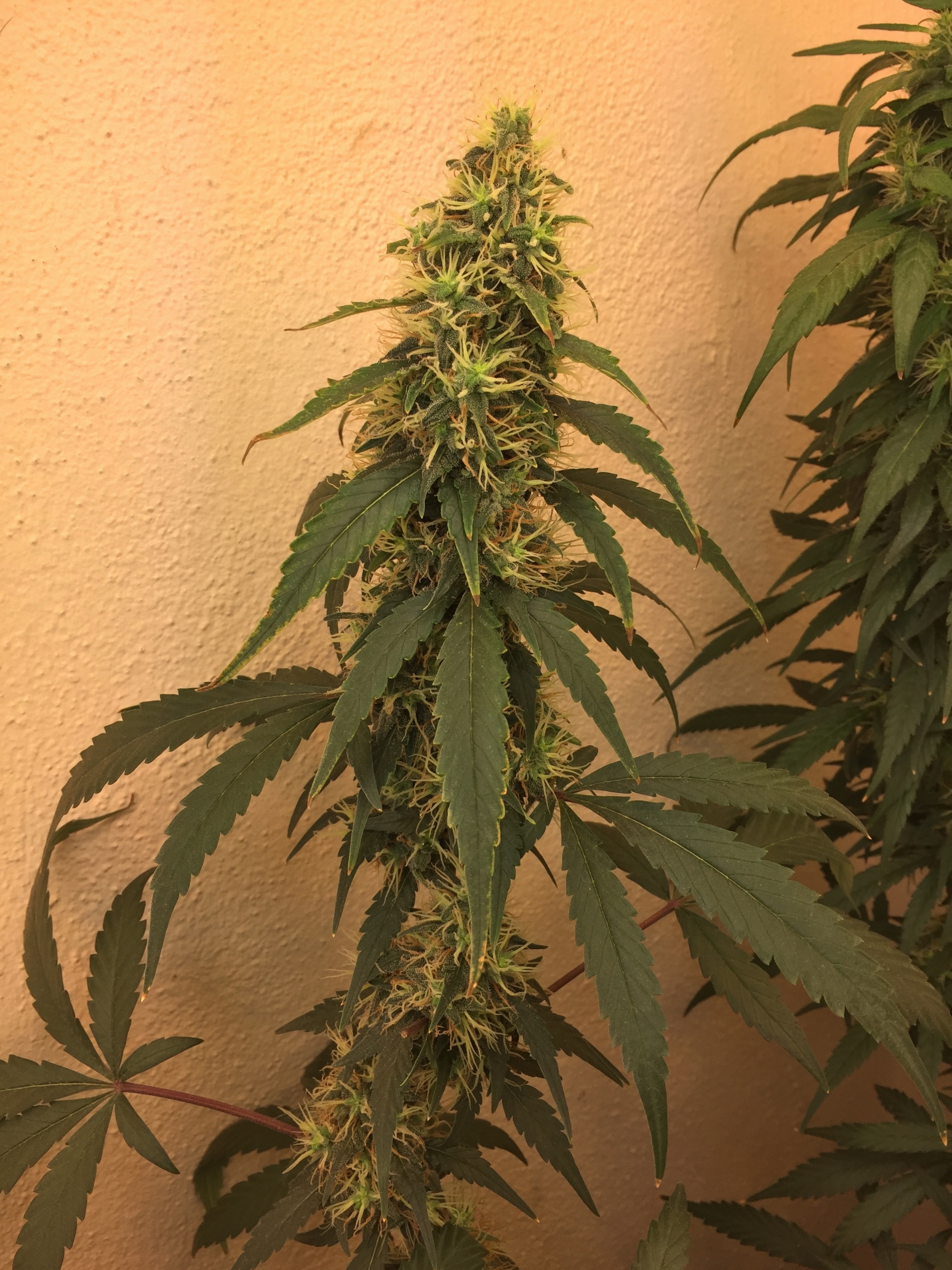 Click image for larger version

Name:	IMG_6106.jpg
Views:	192
Size:	4.53 MB
ID:	96554