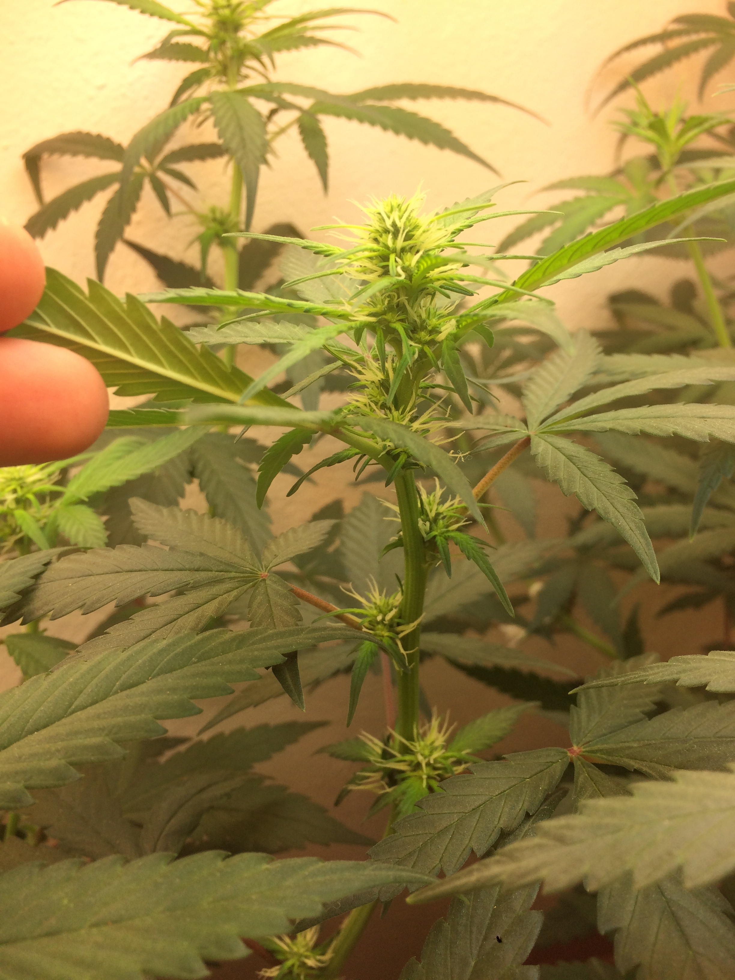 Click image for larger version

Name:	IMG_2096.JPG
Views:	257
Size:	3.20 MB
ID:	82591