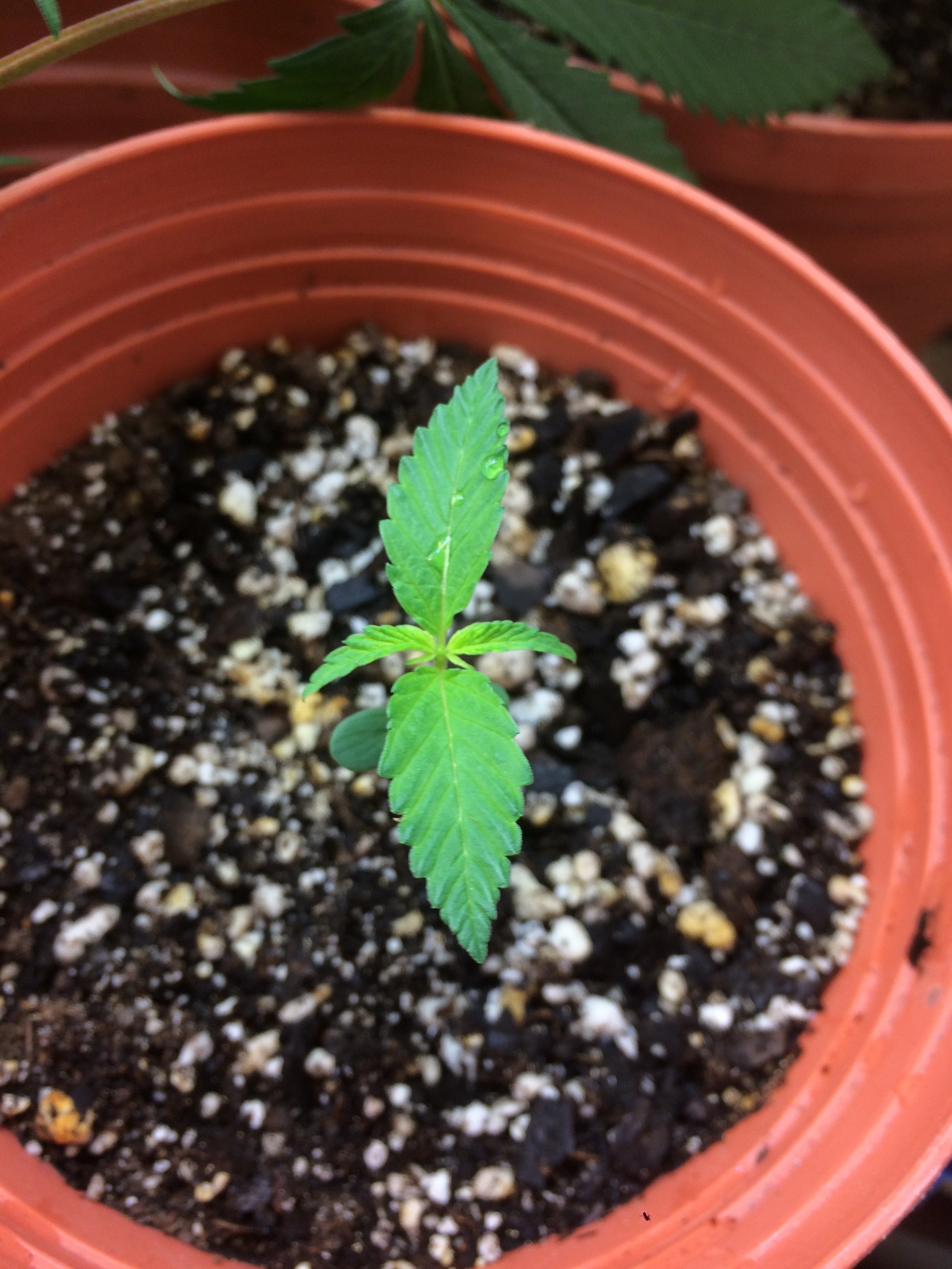 Click image for larger version

Name:	IMG_2108.JPG
Views:	171
Size:	3.35 MB
ID:	82598