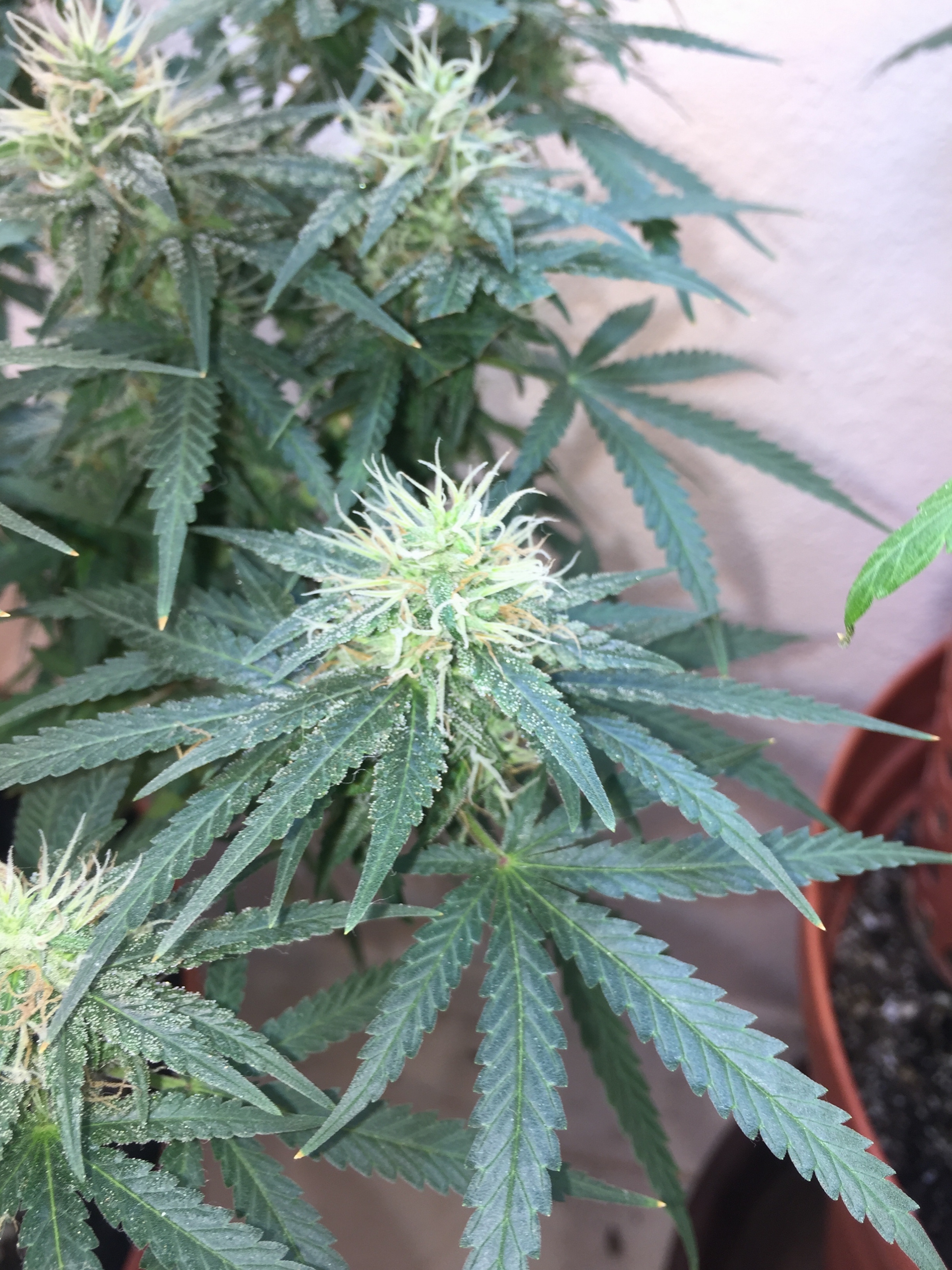 Click image for larger version

Name:	IMG_6079.jpg
Views:	255
Size:	4.21 MB
ID:	96530