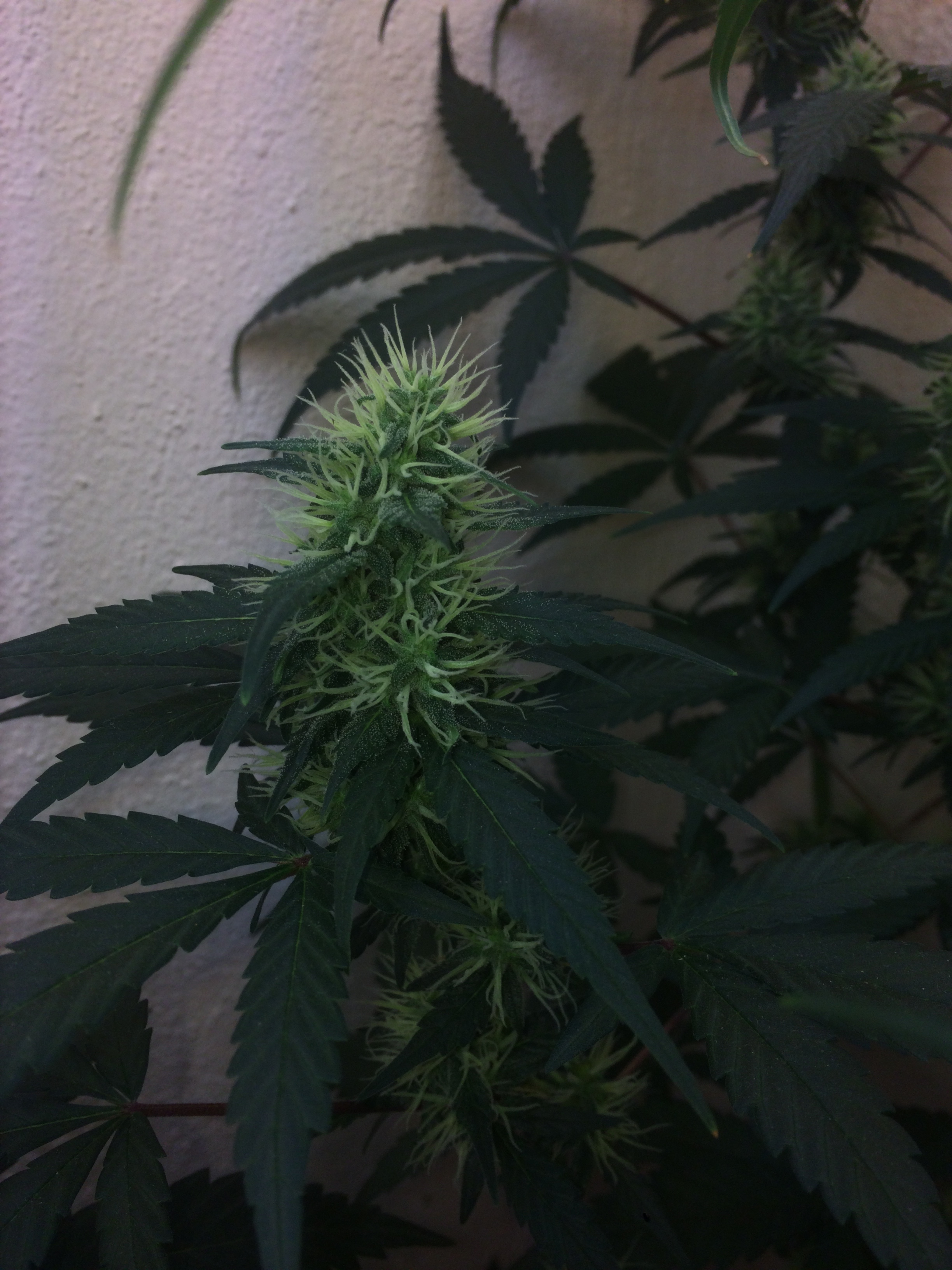 Click image for larger version

Name:	IMG_1998.JPG
Views:	266
Size:	2.86 MB
ID:	91589