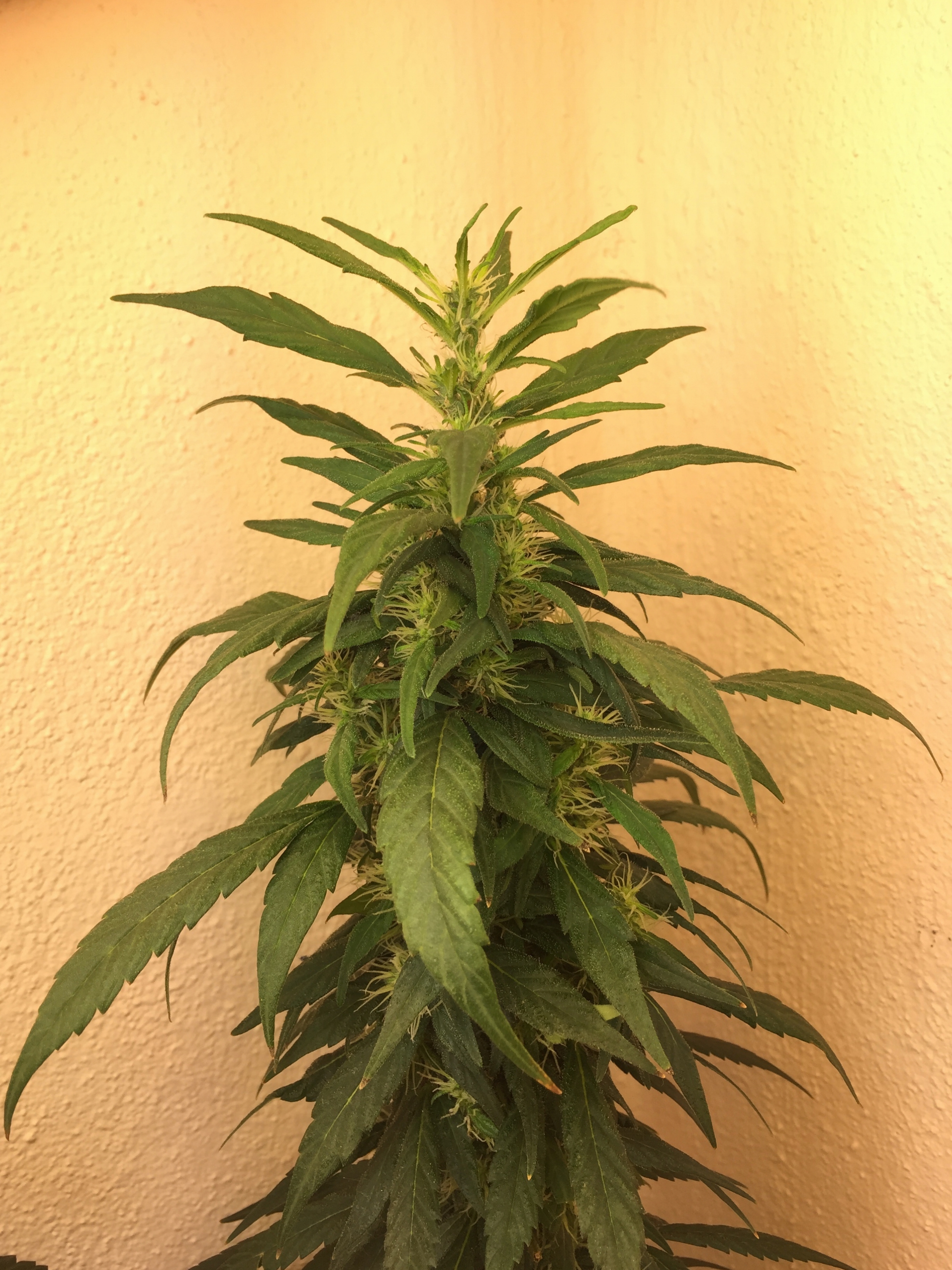 Click image for larger version

Name:	IMG_6121.jpg
Views:	140
Size:	3.98 MB
ID:	96560