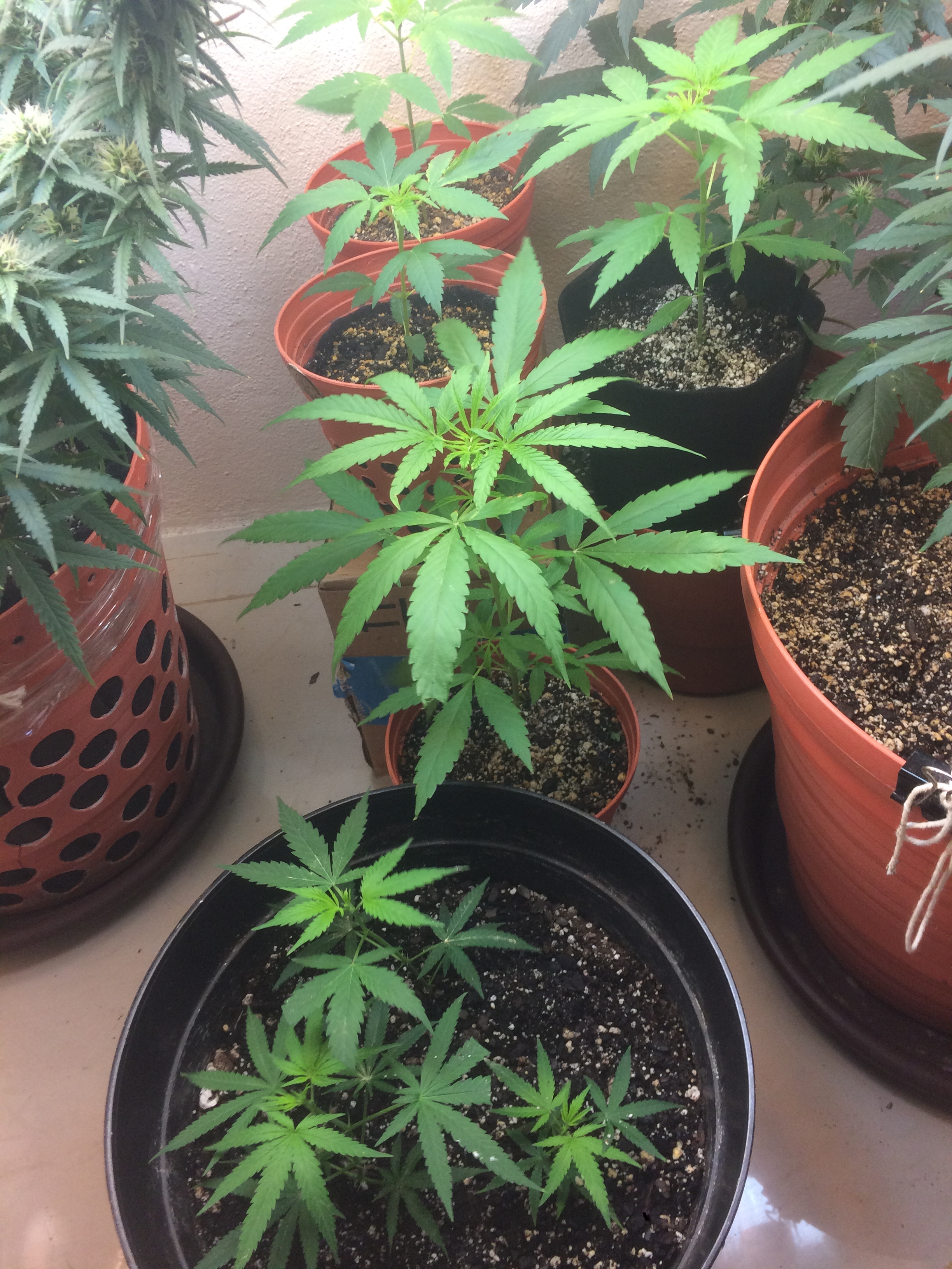 Click image for larger version

Name:	IMG_2007.JPG
Views:	274
Size:	3.98 MB
ID:	91587