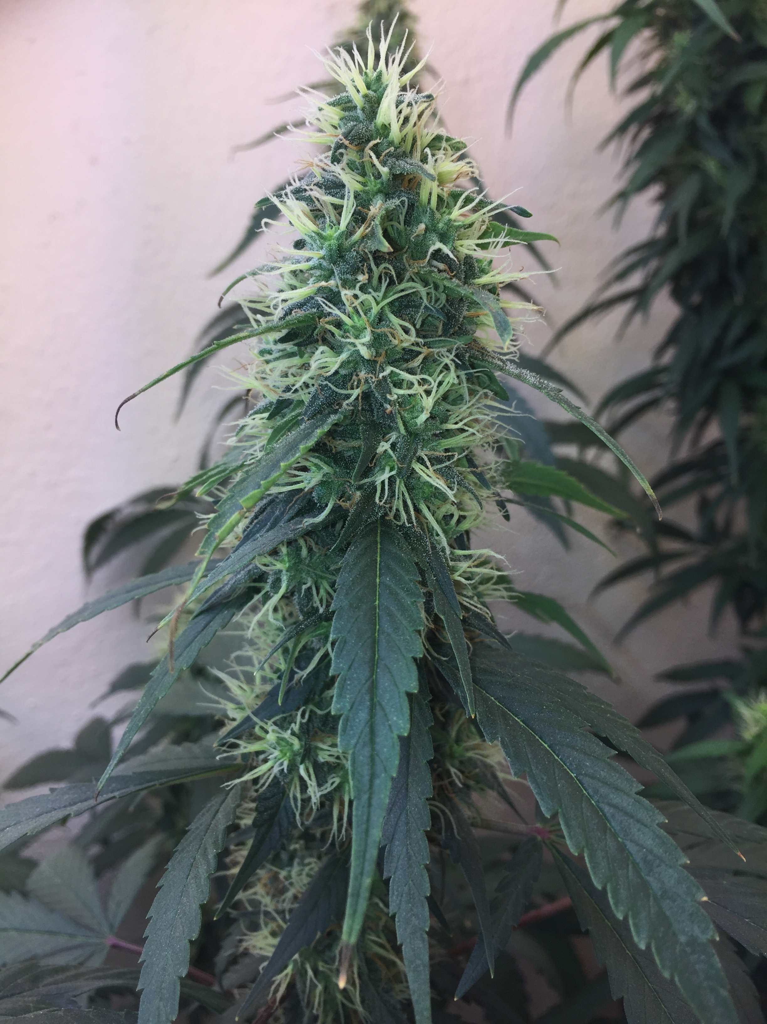 Click image for larger version

Name:	IMG_6082.jpg
Views:	174
Size:	4.11 MB
ID:	96531