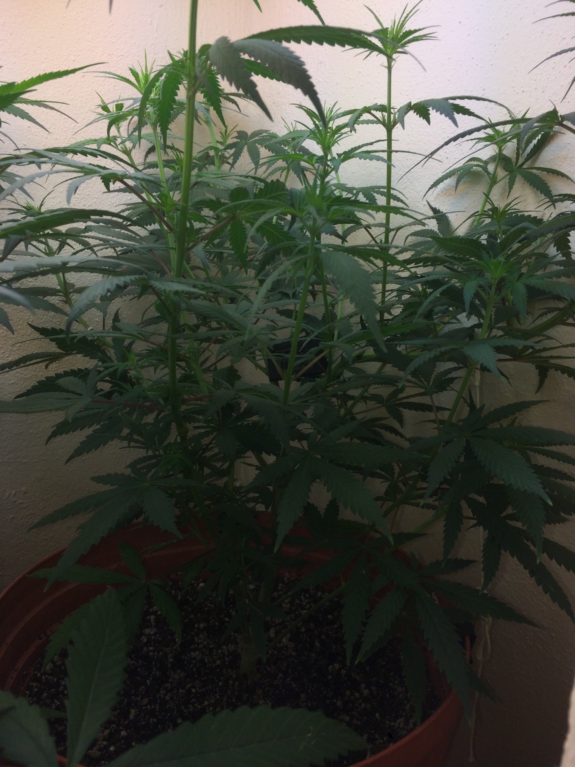 Click image for larger version

Name:	IMG_2103.JPG
Views:	172
Size:	3.37 MB
ID:	82590