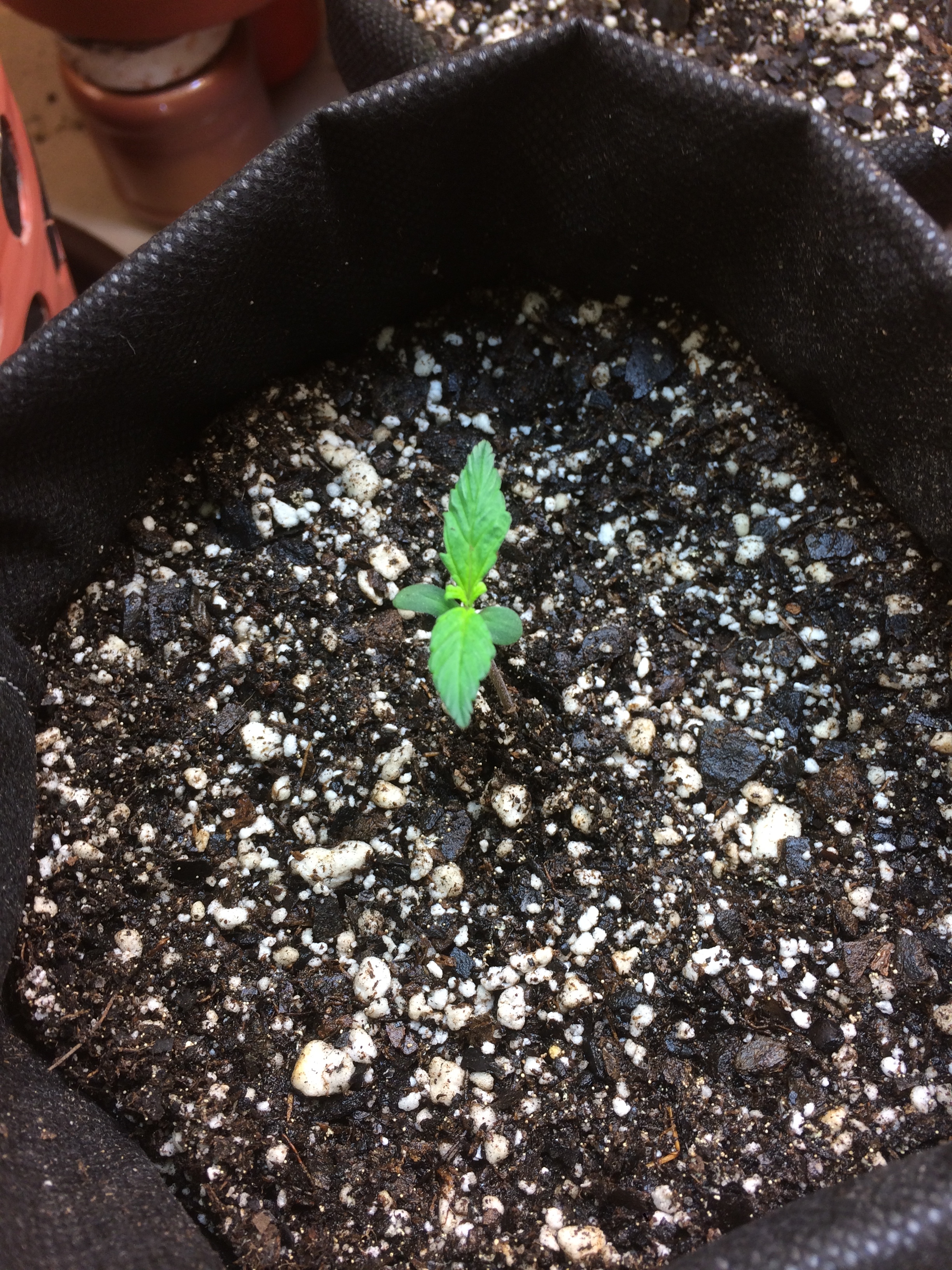 Click image for larger version

Name:	IMG_2105.JPG
Views:	227
Size:	5.12 MB
ID:	82602