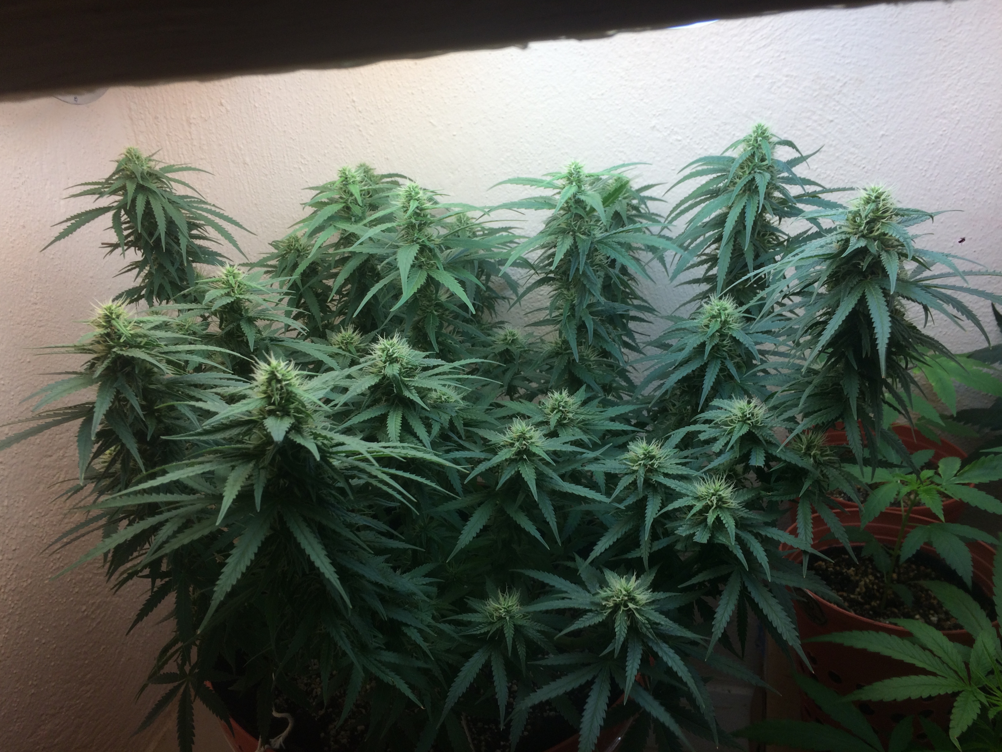 Click image for larger version

Name:	IMG_2006.JPG
Views:	144
Size:	4.06 MB
ID:	91585